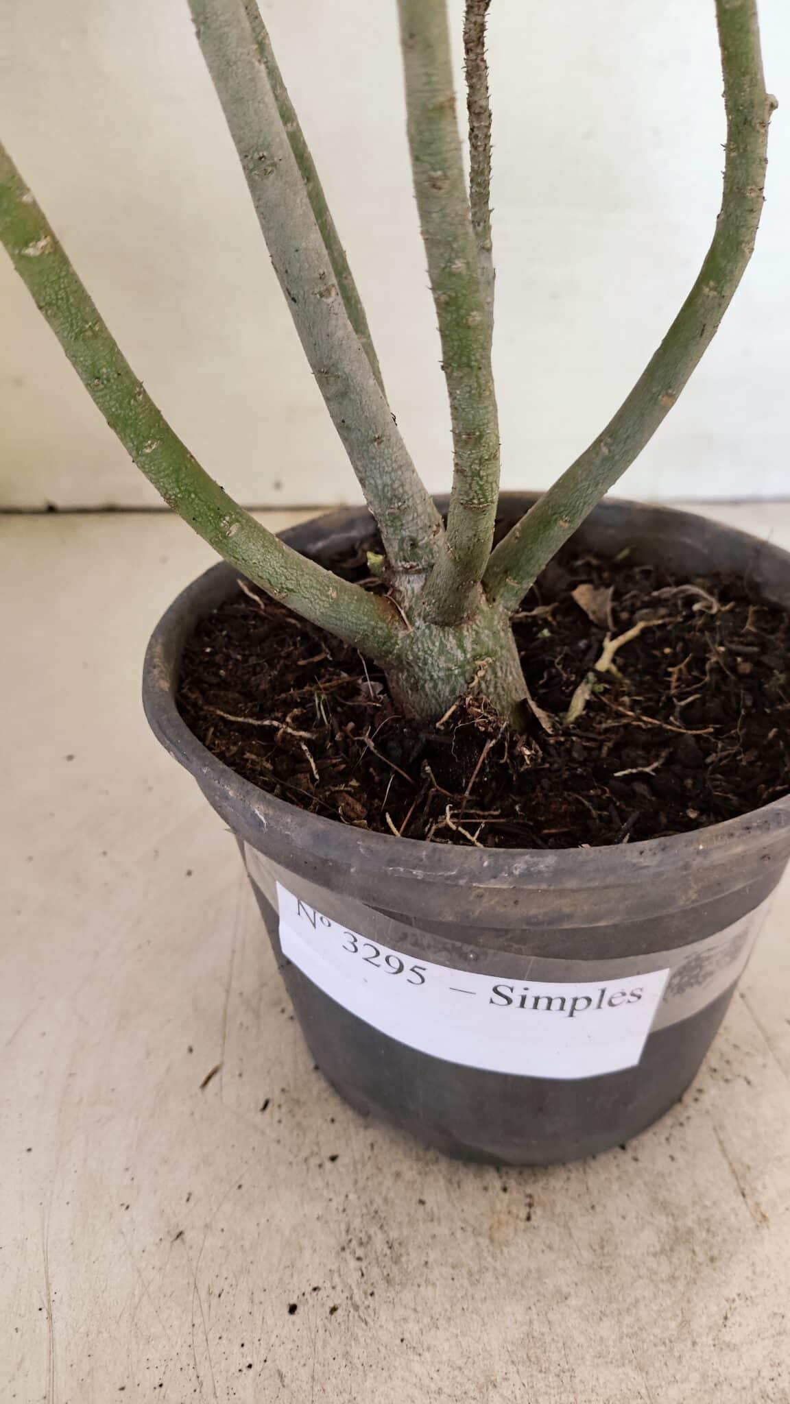 Planta Simples 3295 – 30cm – 02 anos - foto 7