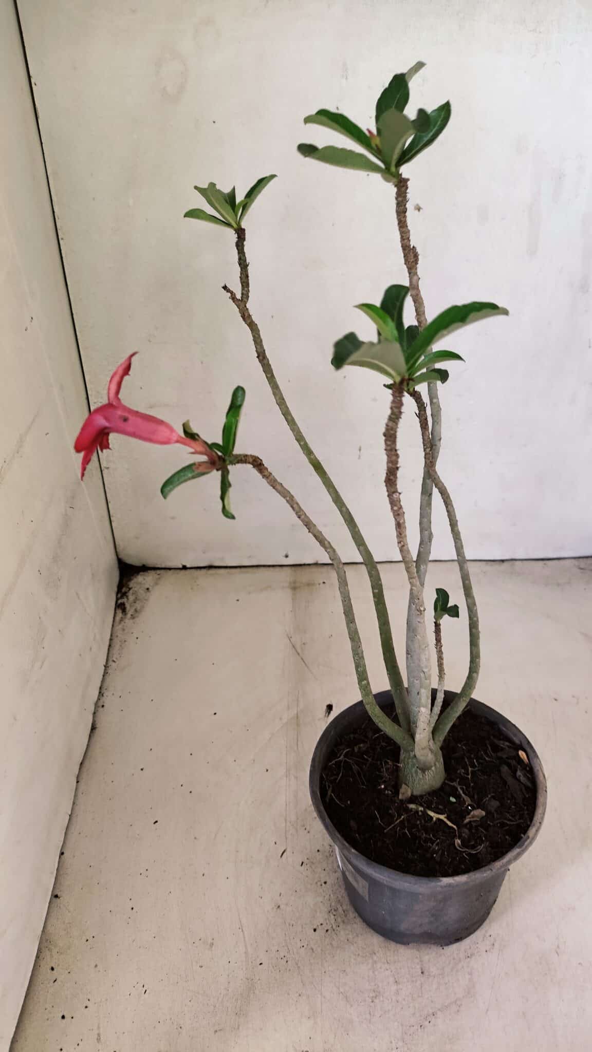 Planta Simples 3295 – 30cm – 02 anos - foto 6
