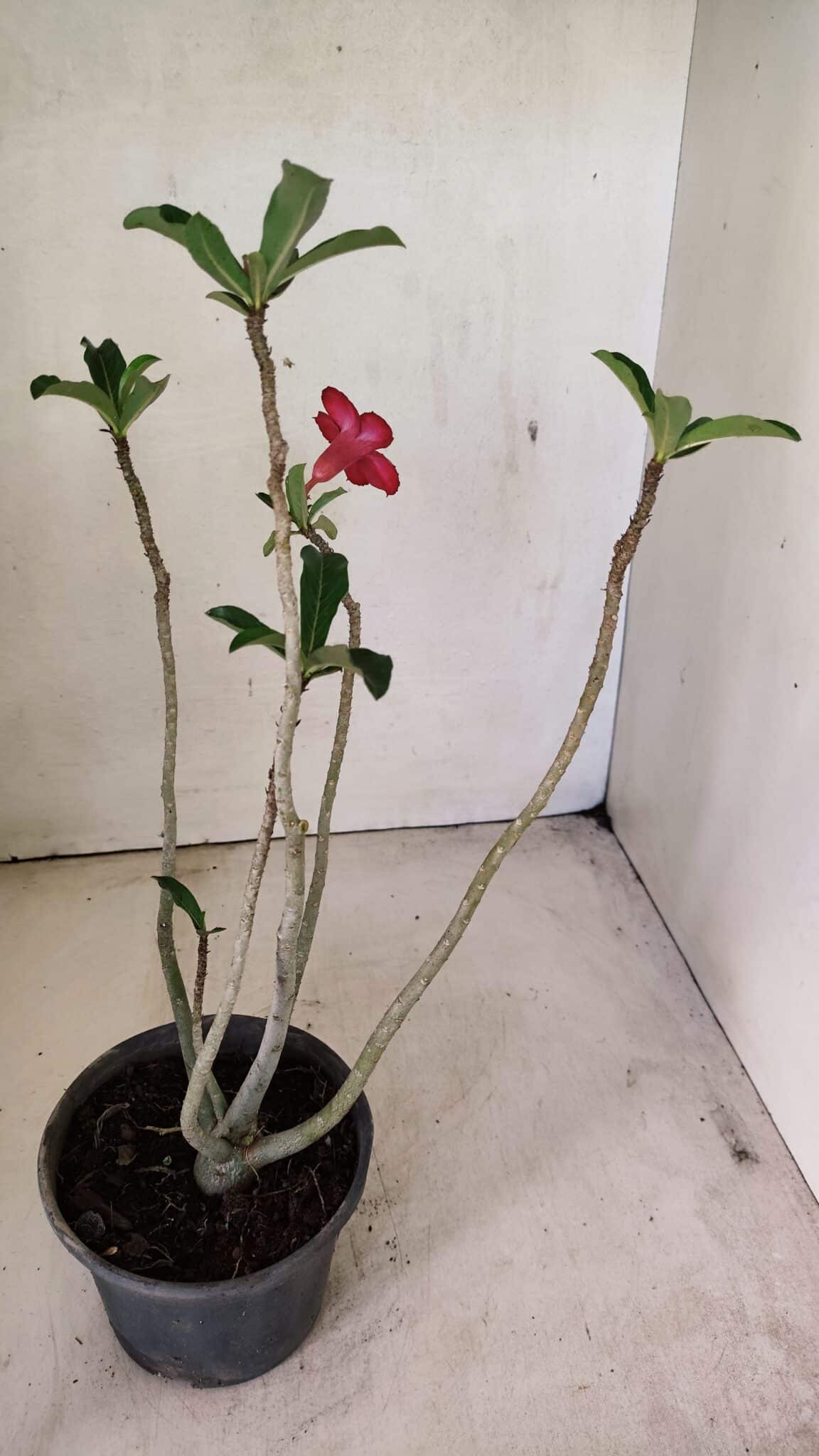 Planta Simples 3295 – 30cm – 02 anos - foto 5