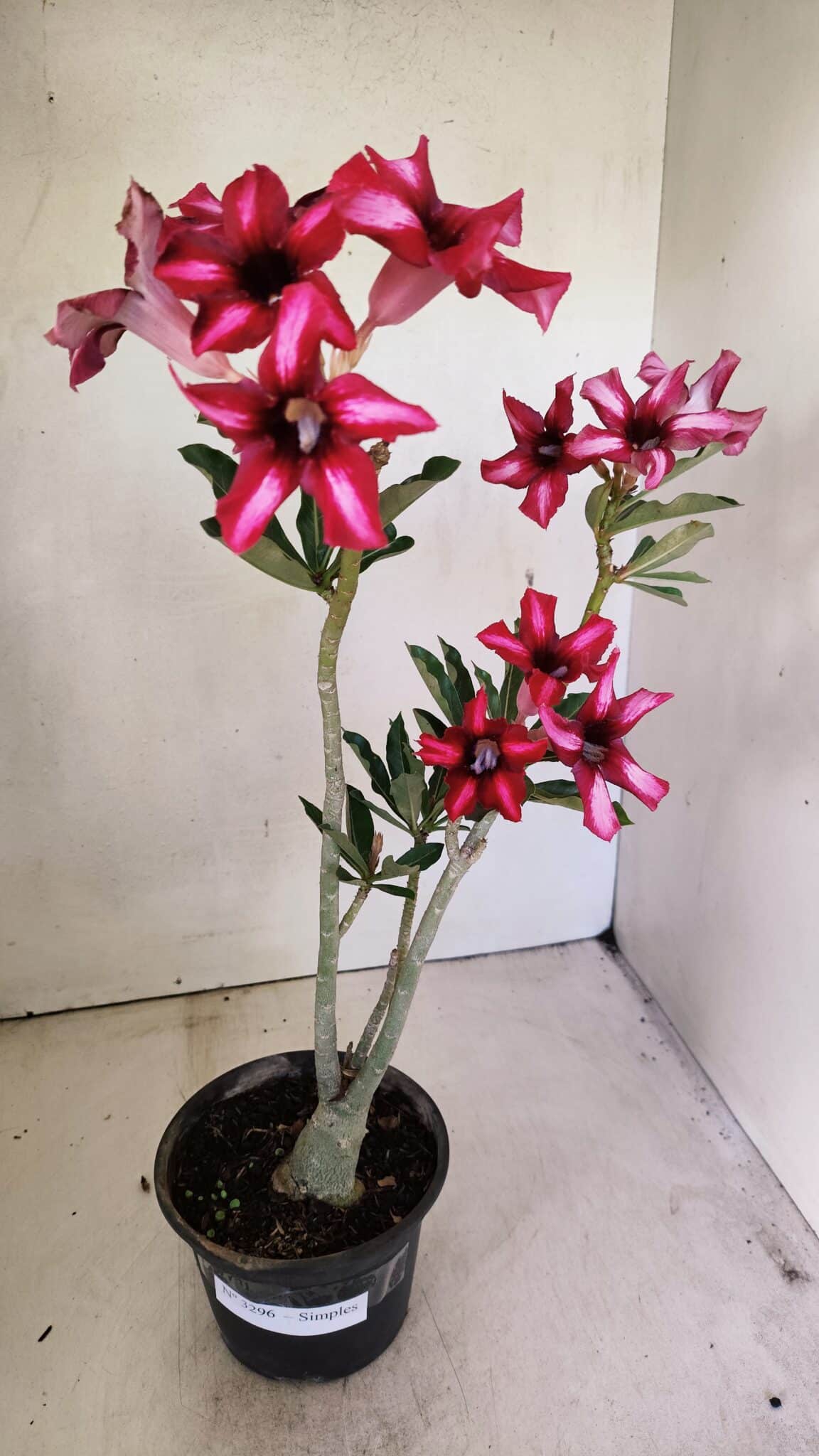 Planta Simples 3296 – 35cm – 03 anos - foto 2