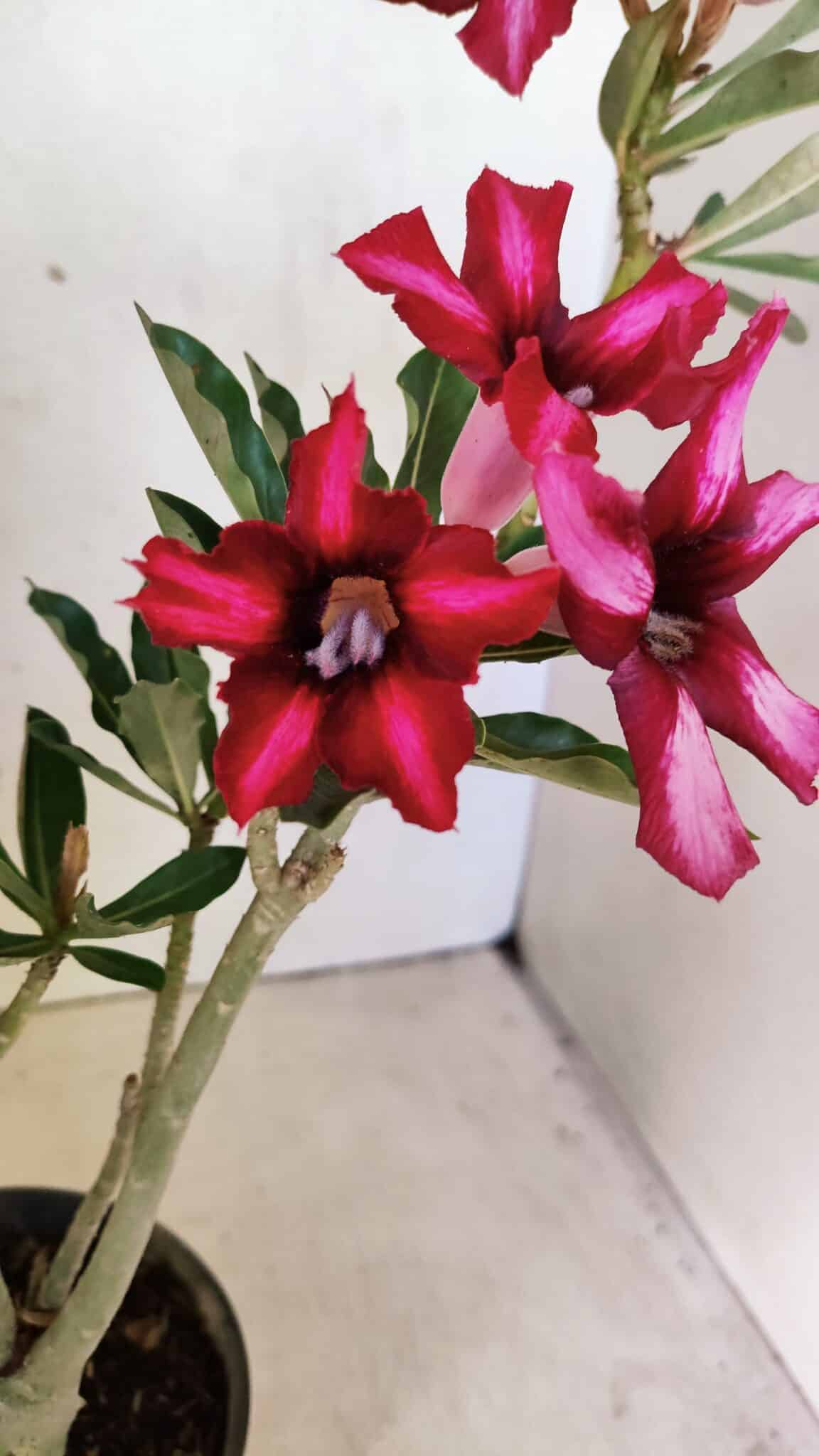Planta Simples 3296 – 35cm – 03 anos - foto 3