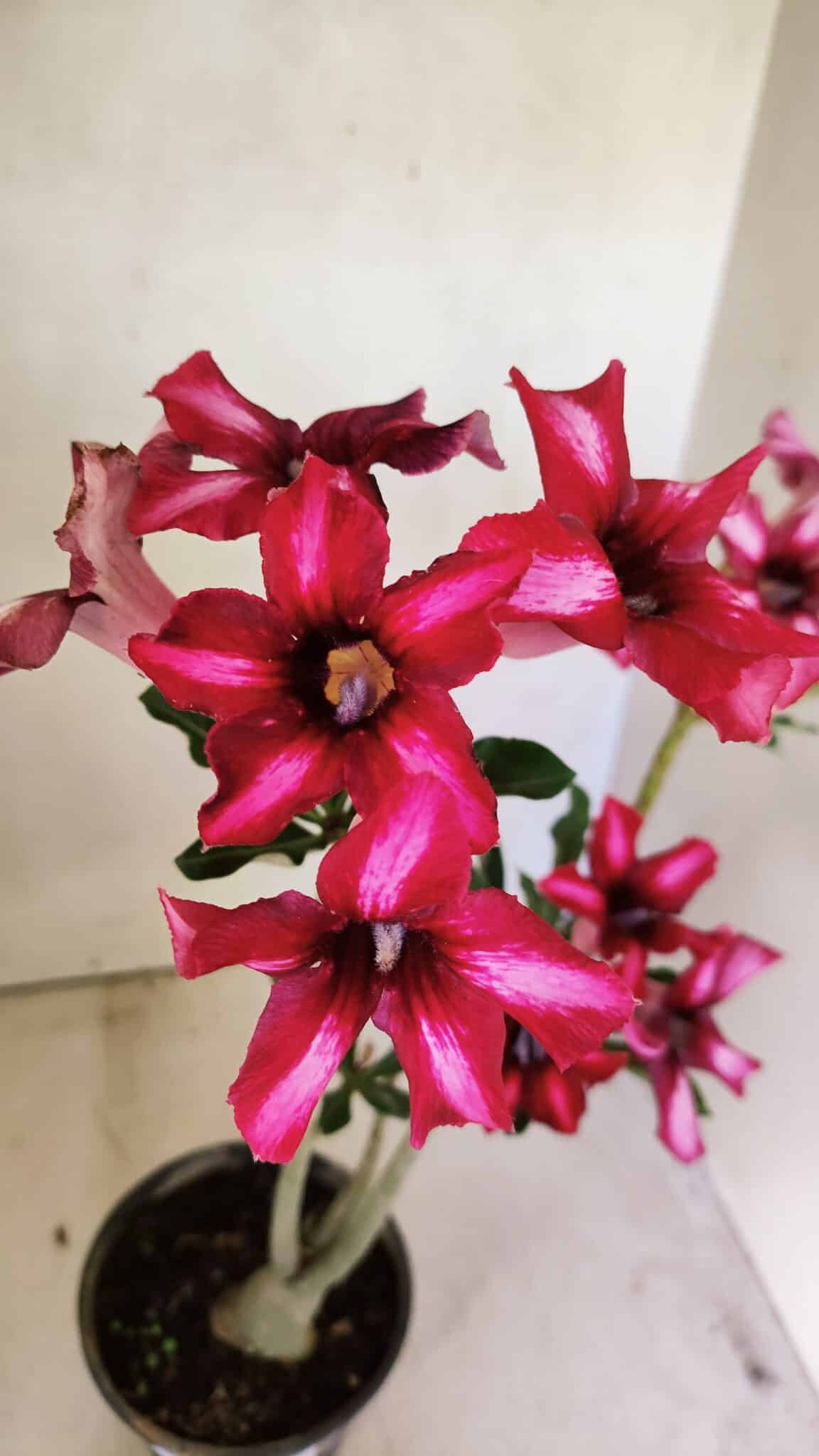 Planta Simples 3296 – 35cm – 03 anos - foto 4