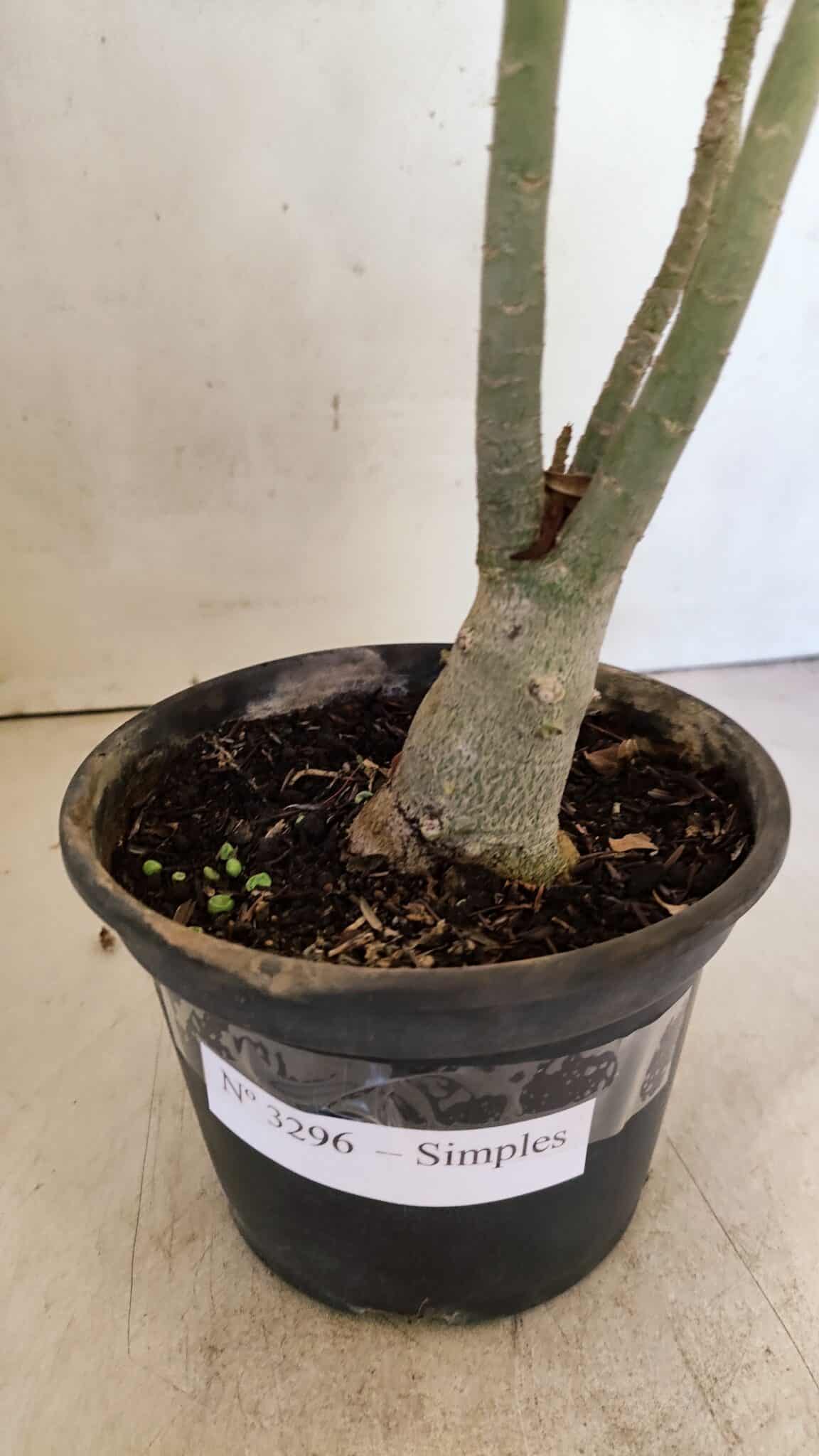 Planta Simples 3296 – 35cm – 03 anos - foto 6