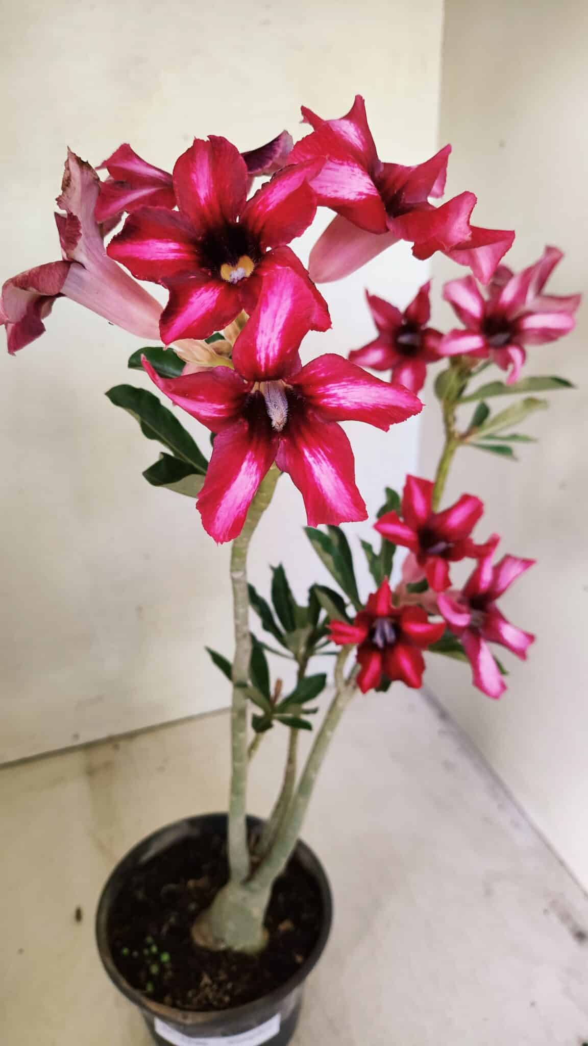 Planta Simples 3296 – 35cm – 03 anos - foto 5