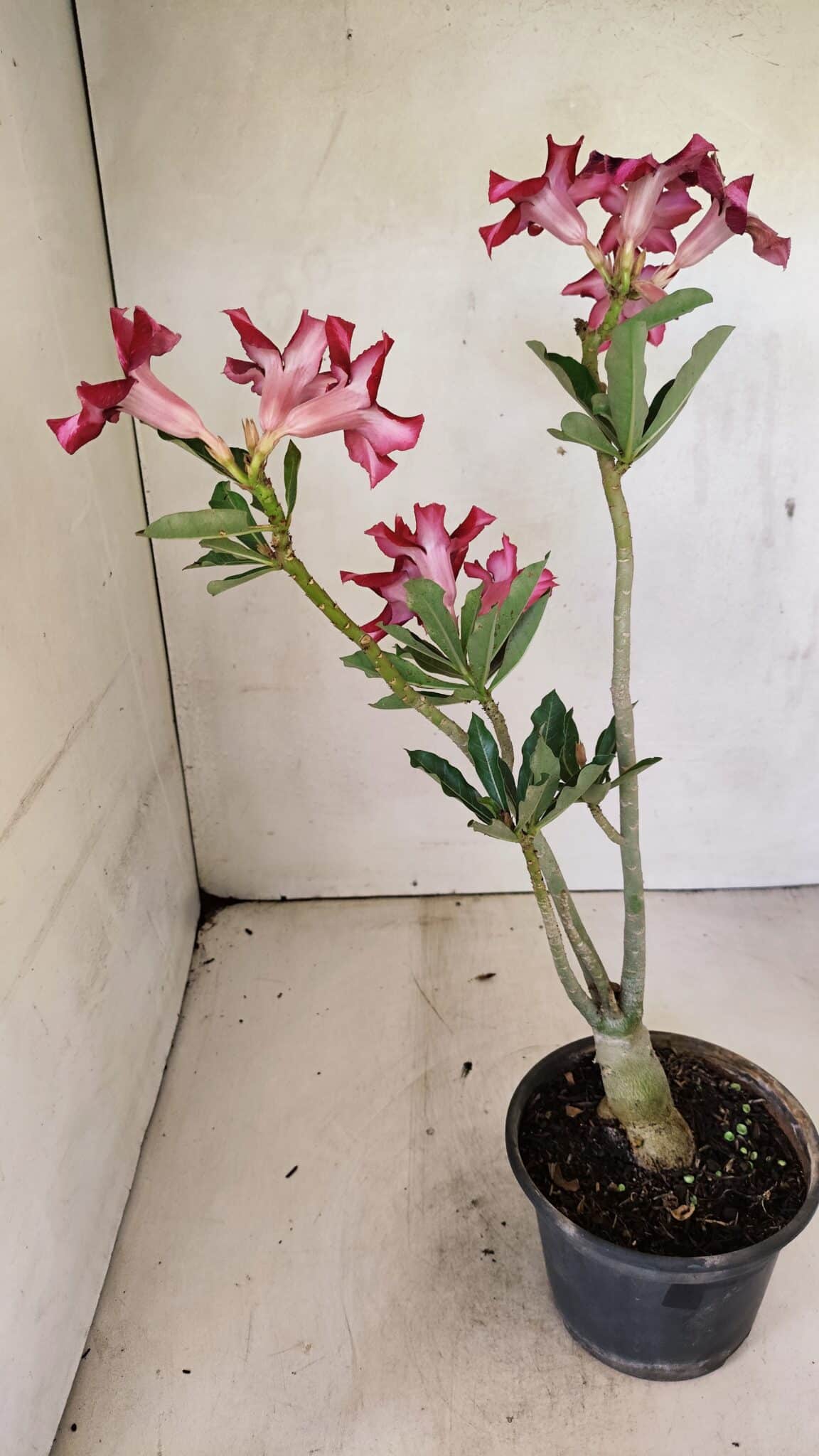Planta Simples 3296 – 35cm – 03 anos - foto 7