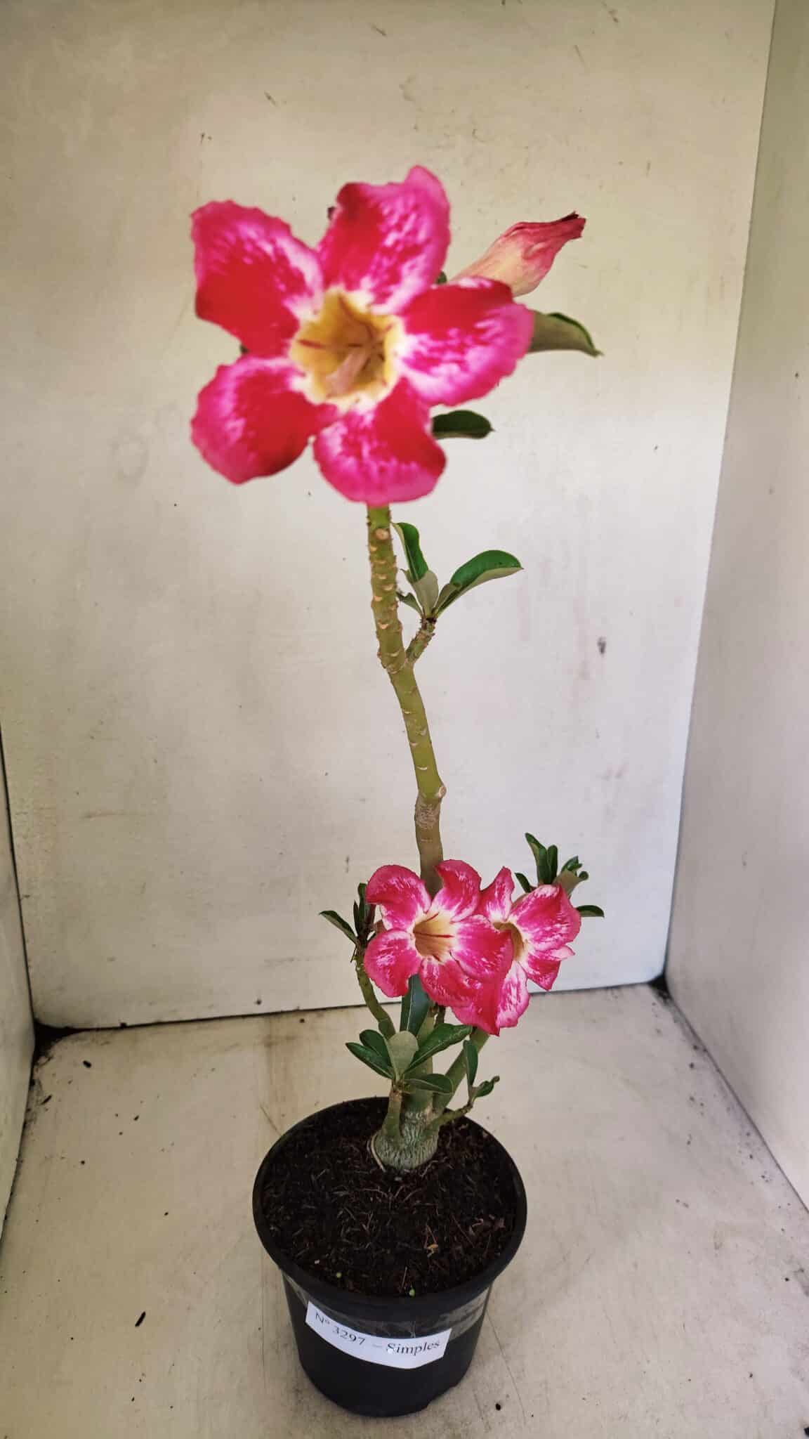 Planta Simples 3297 – 35cm – 02 anos - foto 2