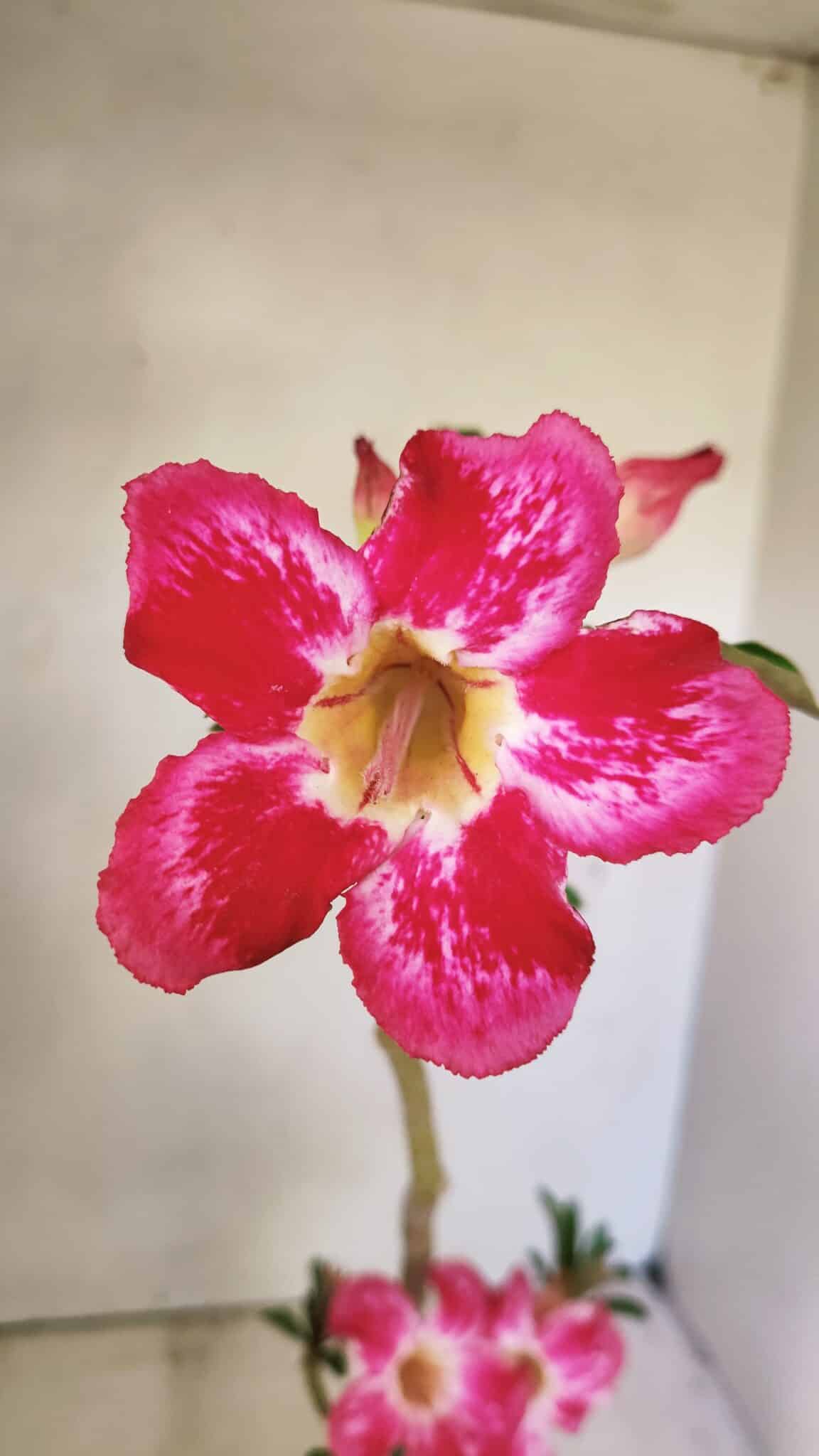 Planta Simples 3297 – 35cm – 02 anos - foto 3