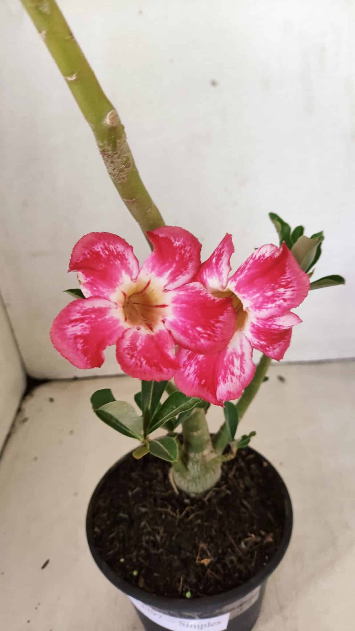 Planta Simples 3297 – 35cm – 02 anos - foto 5