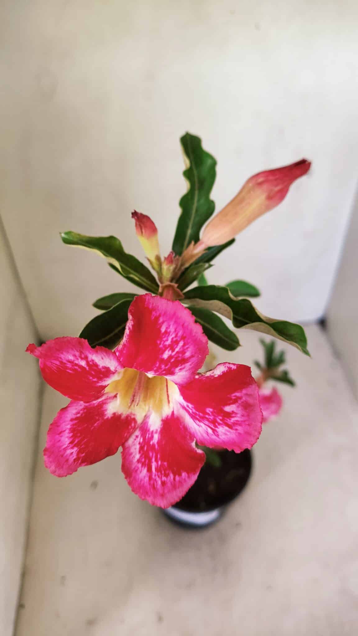 Planta Simples 3297 – 35cm – 02 anos - foto 4