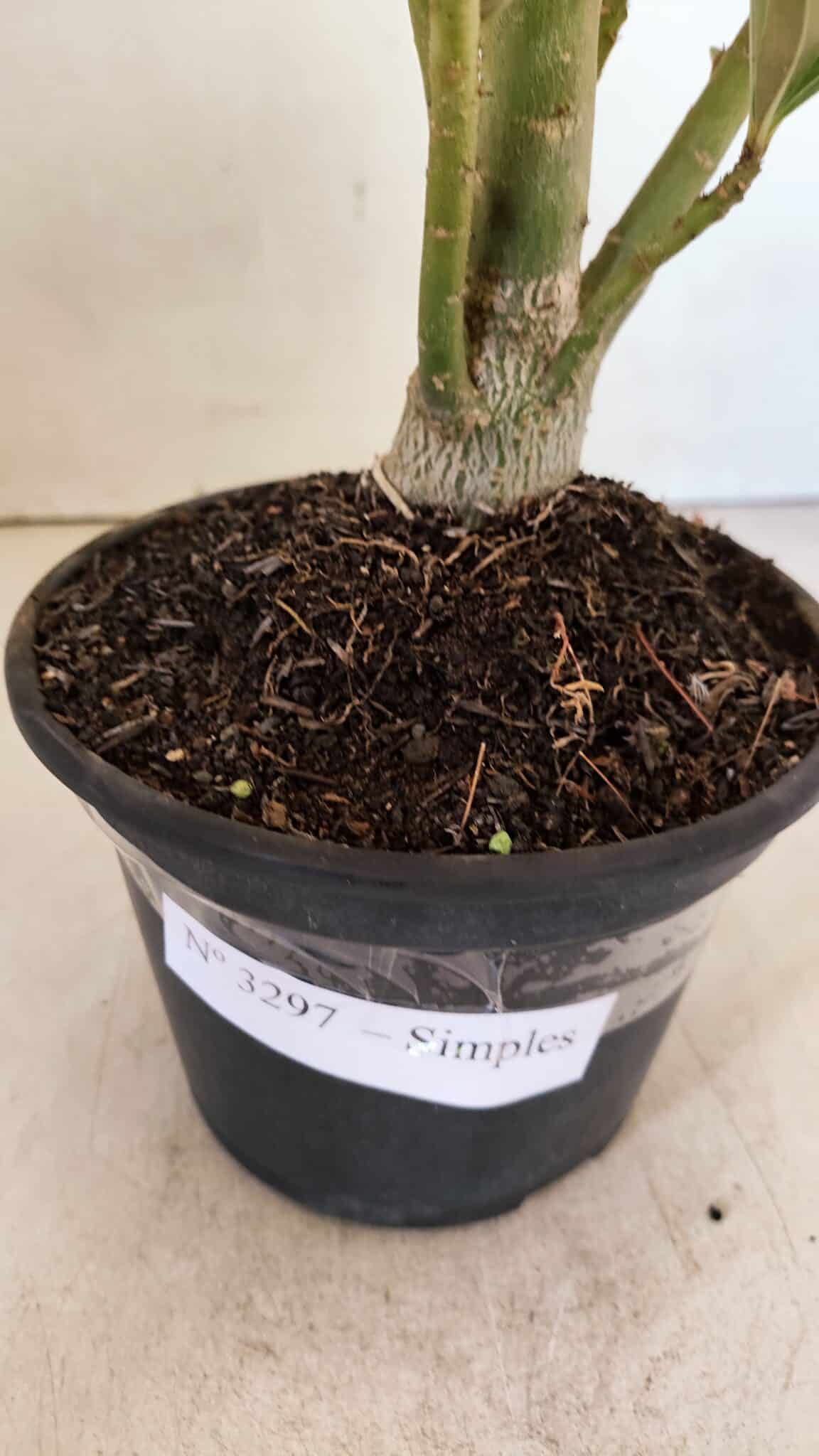 Planta Simples 3297 – 35cm – 02 anos - foto 8