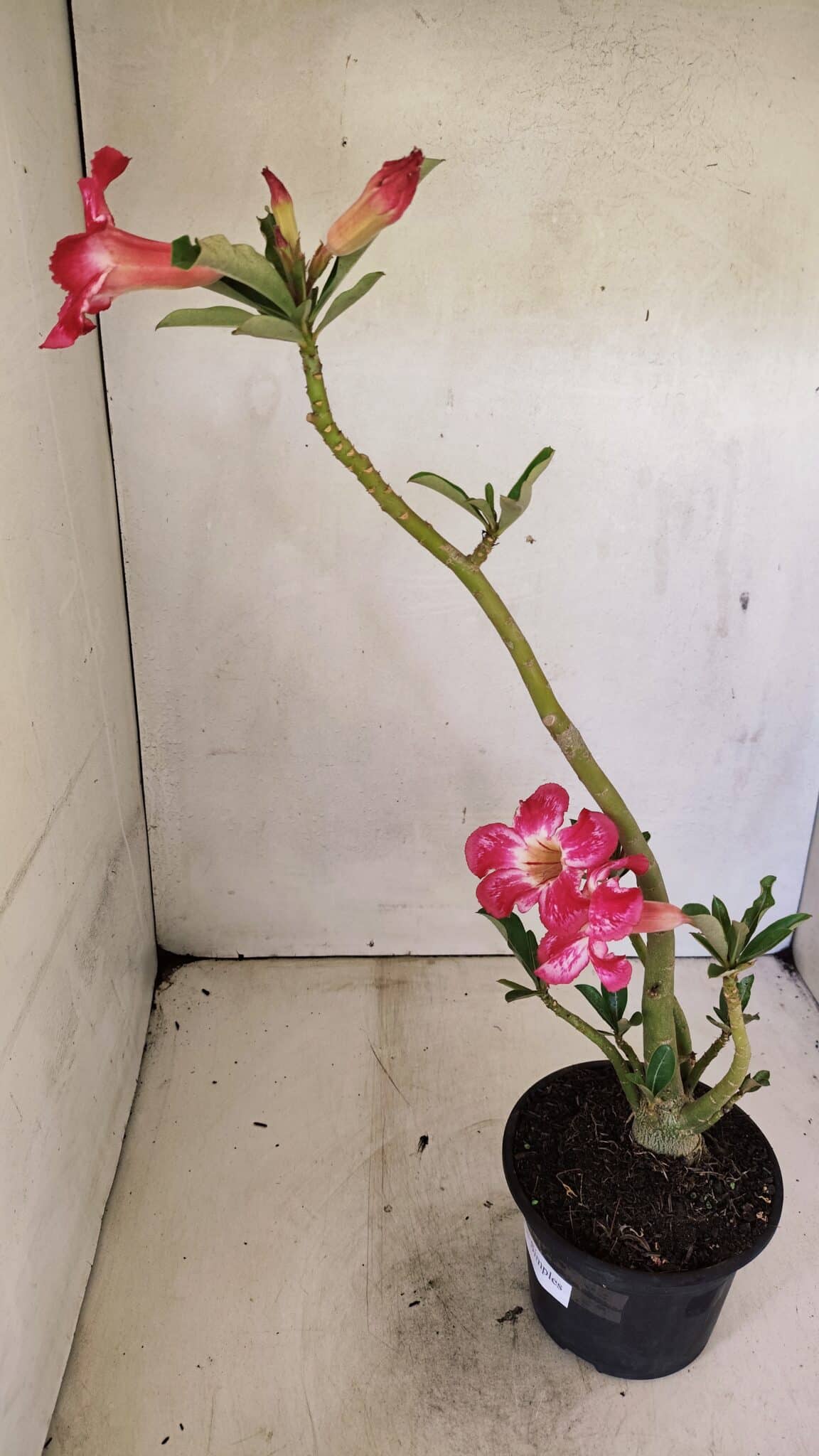 Planta Simples 3297 – 35cm – 02 anos - foto 7