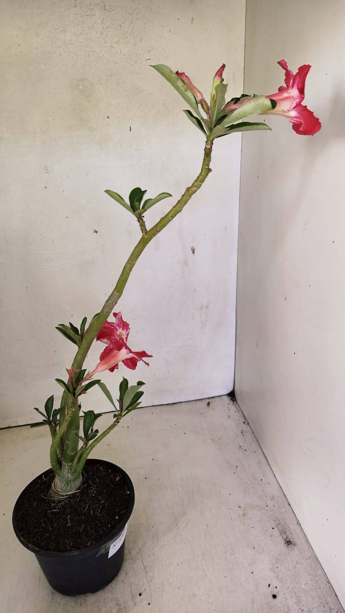 Planta Simples 3297 – 35cm – 02 anos - foto 6