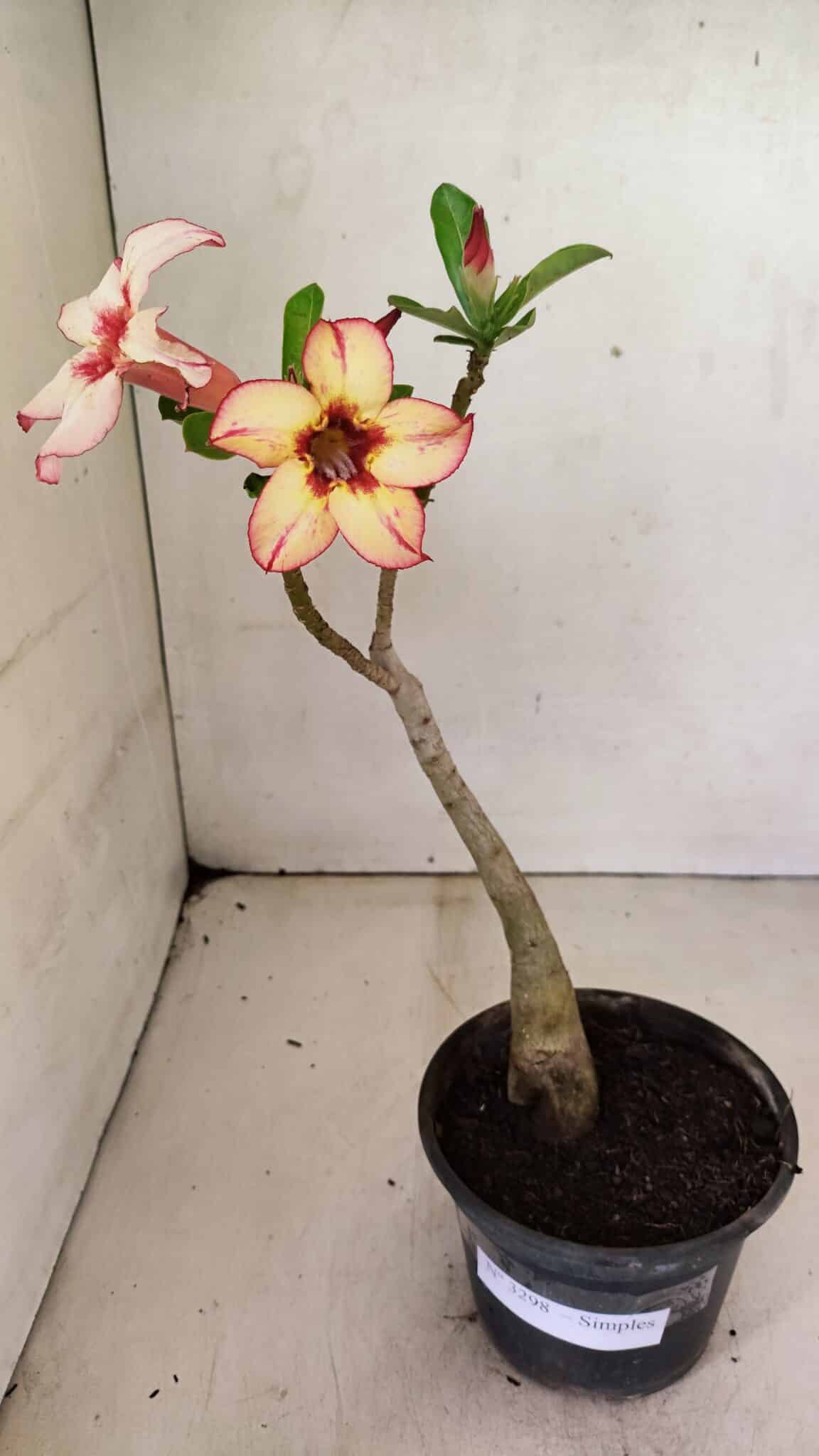 Planta Simples 3298 – 30cm – 02 anos - foto 2