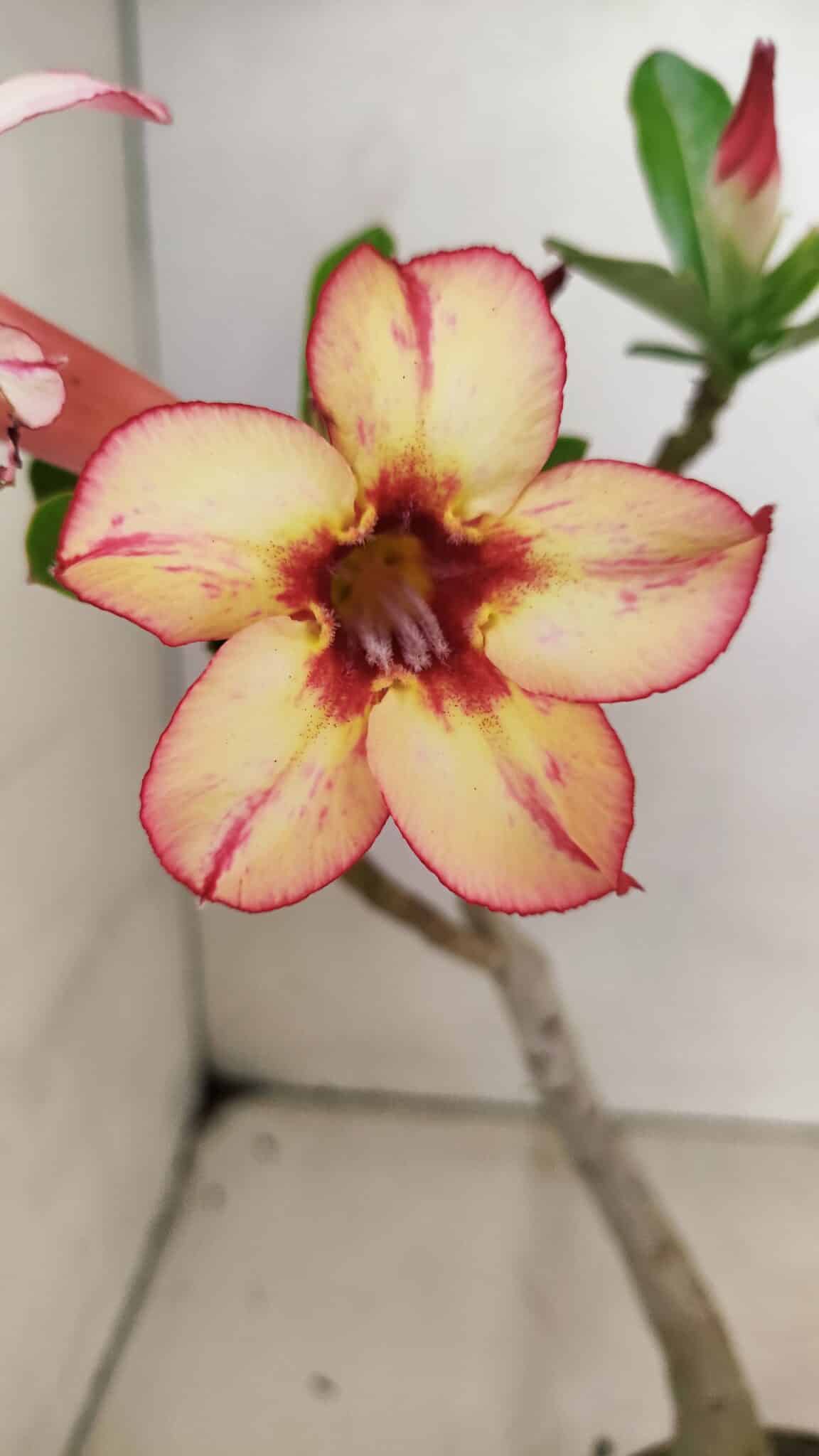 Planta Simples 3298 – 30cm – 02 anos - foto 3