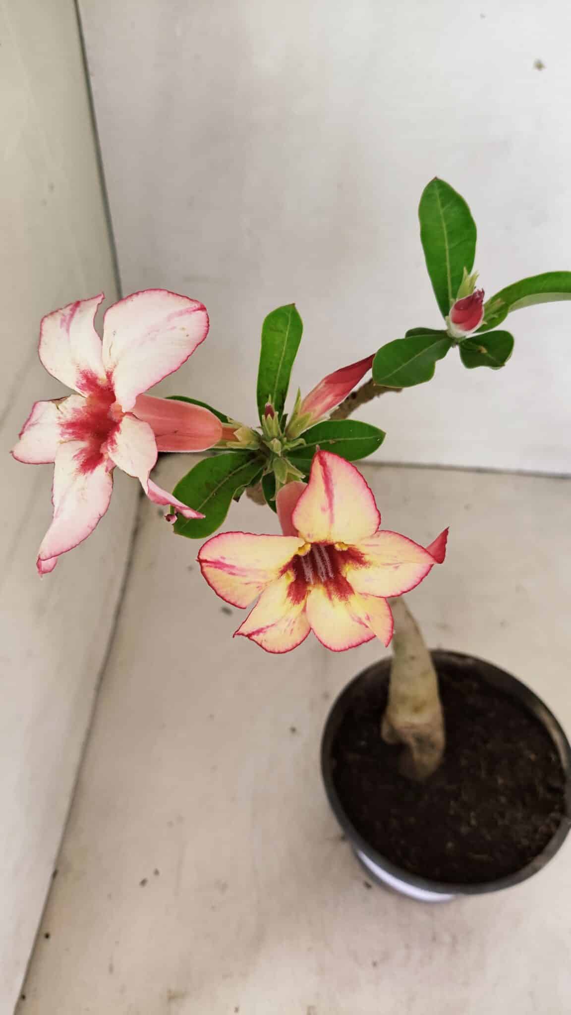 Planta Simples 3298 – 30cm – 02 anos - foto 4