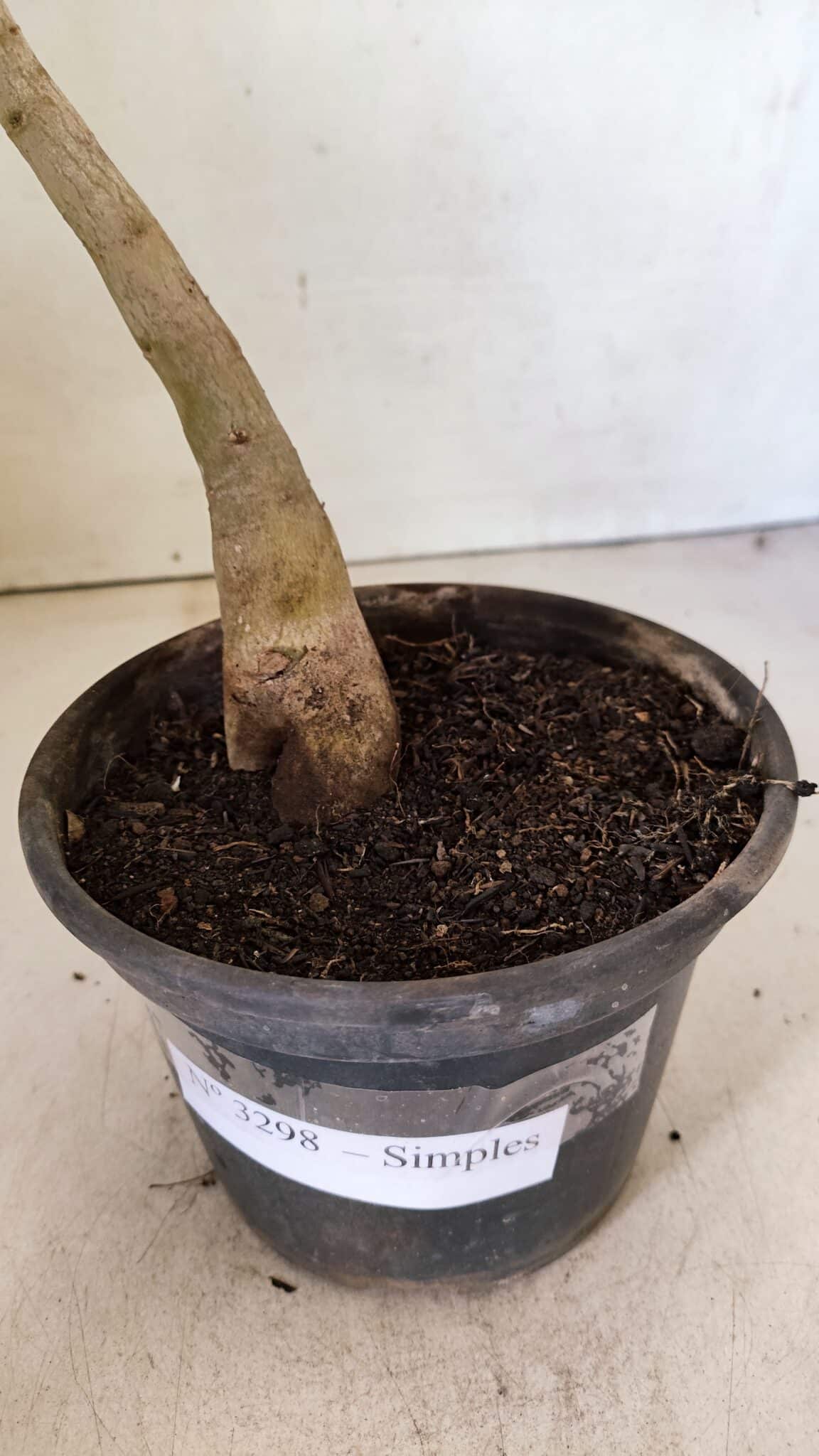 Planta Simples 3298 – 30cm – 02 anos - foto 6