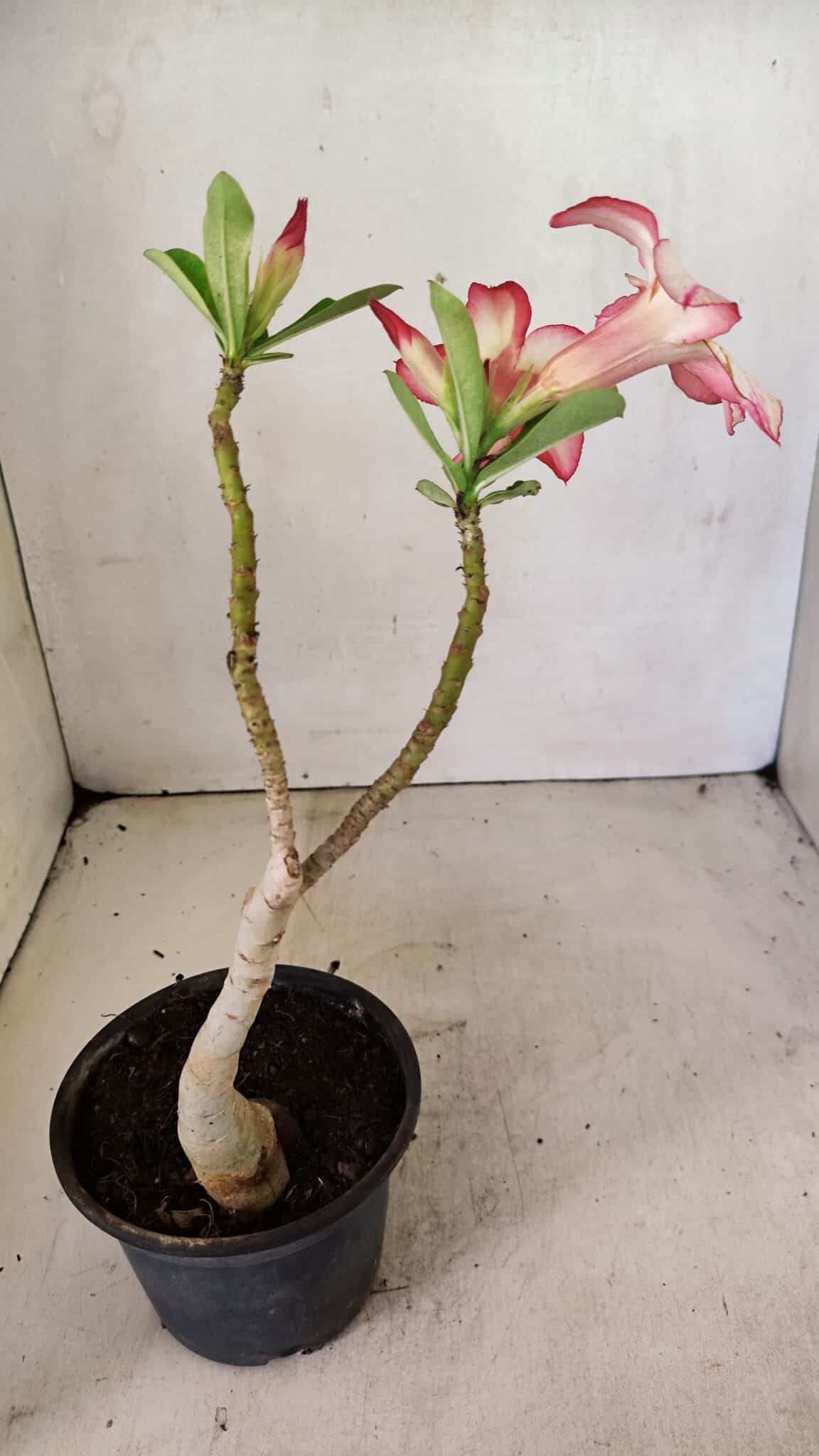 Planta Simples 3298 – 30cm – 02 anos - foto 5