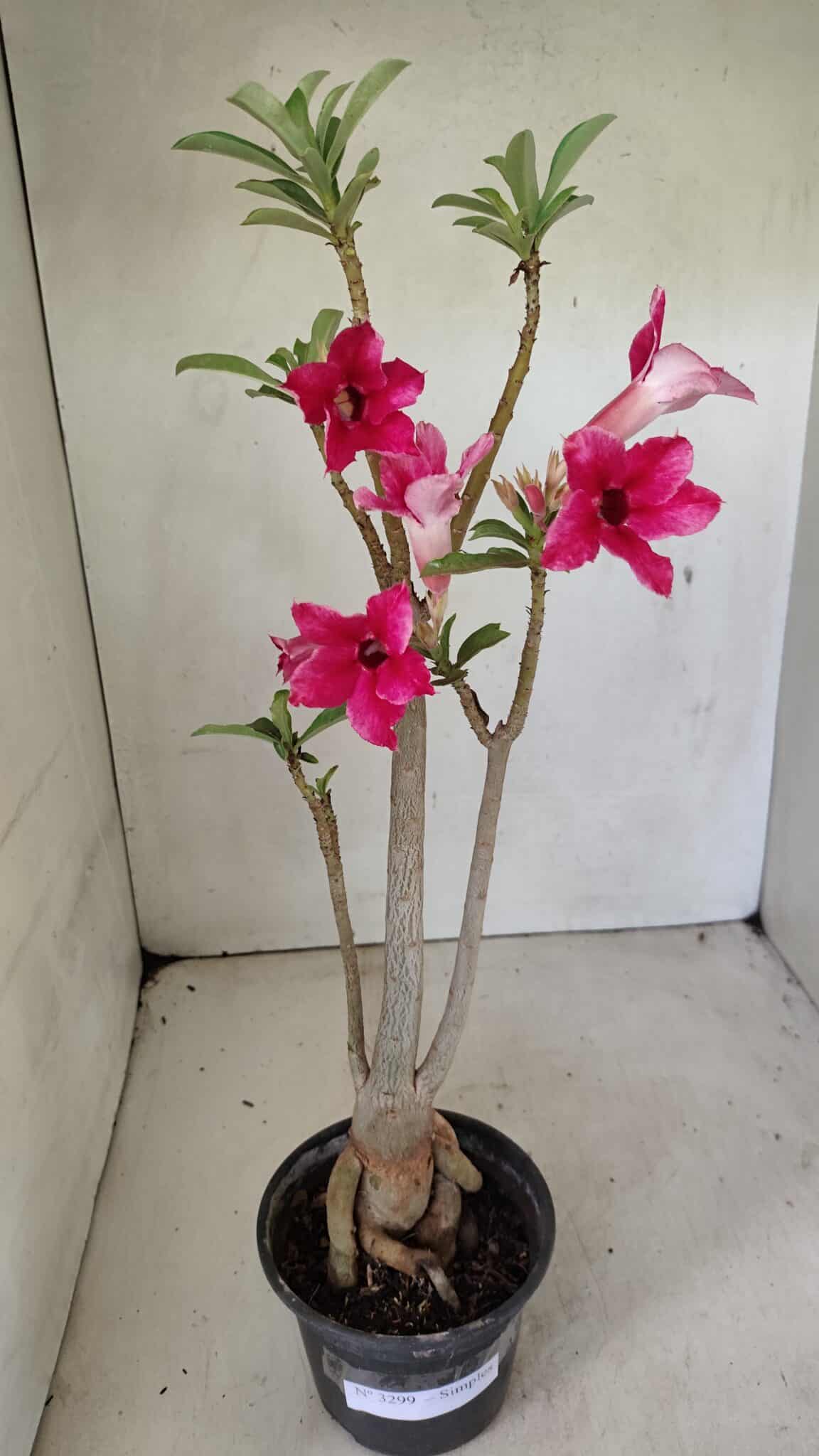 Planta Simples 3299 – 35cm – 03 anos - foto 2