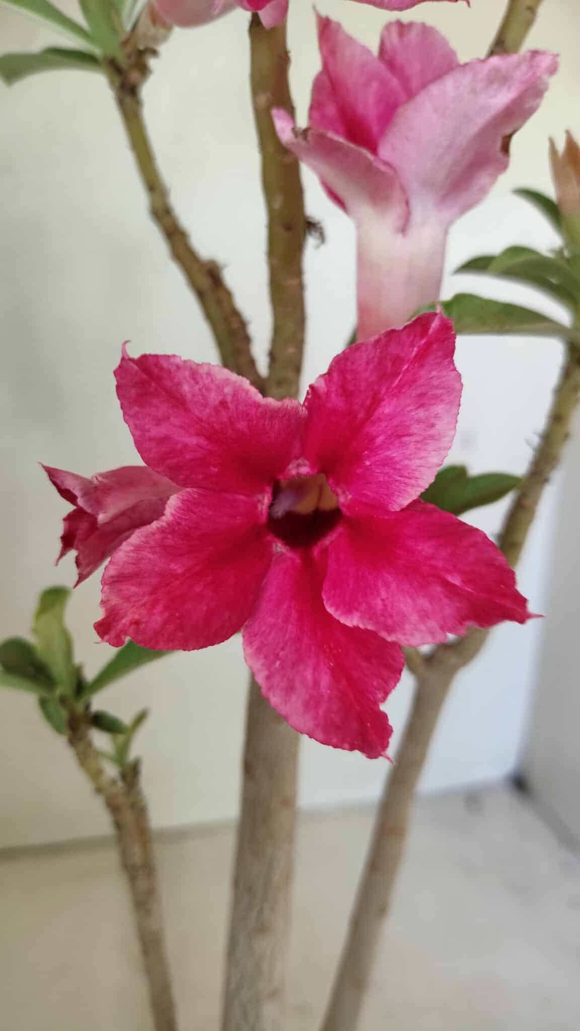 Planta Simples 3299 – 35cm – 03 anos - foto 3