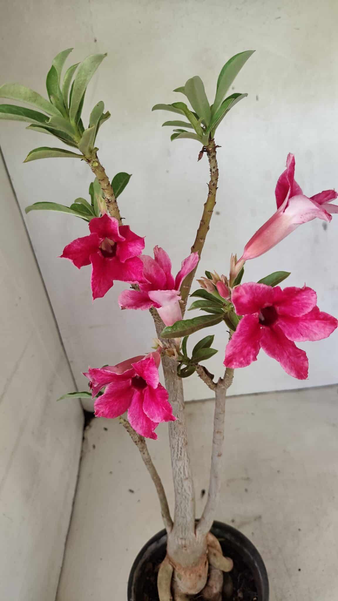 Planta Simples 3299 – 35cm – 03 anos - foto 4