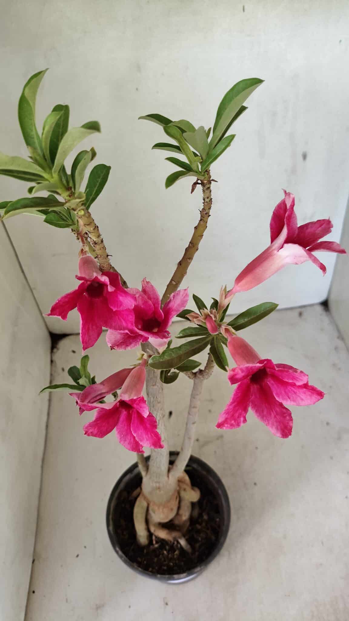 Planta Simples 3299 – 35cm – 03 anos - foto 5
