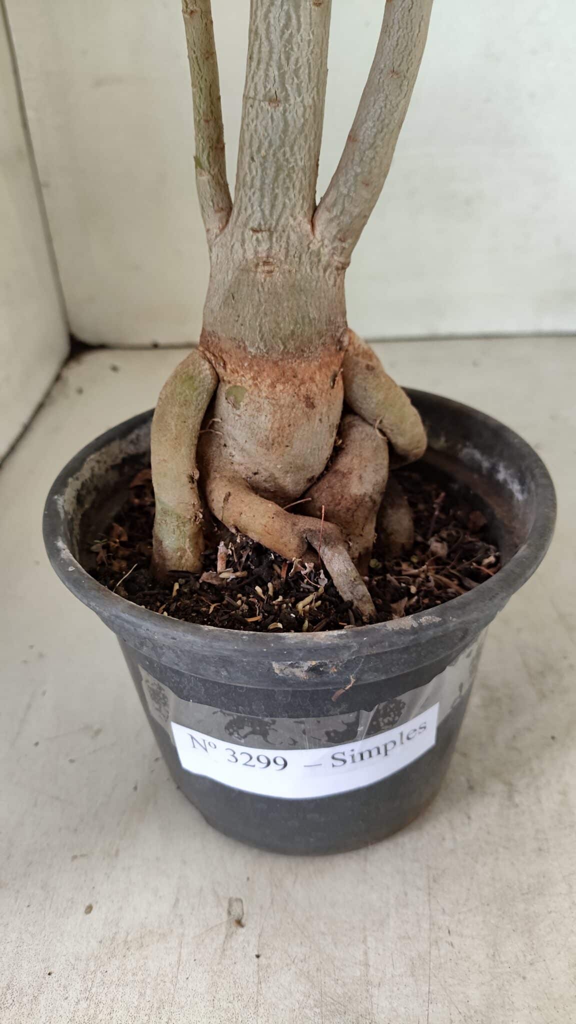 Planta Simples 3299 – 35cm – 03 anos - foto 8