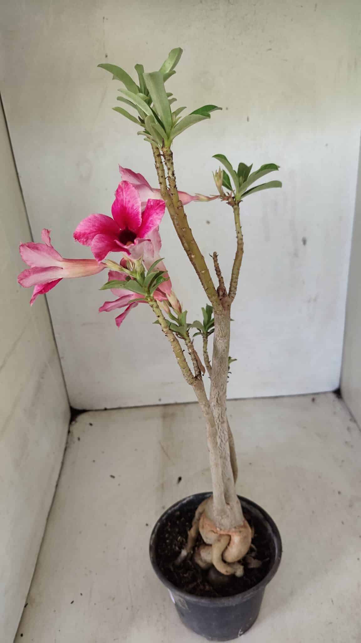 Planta Simples 3299 – 35cm – 03 anos - foto 7