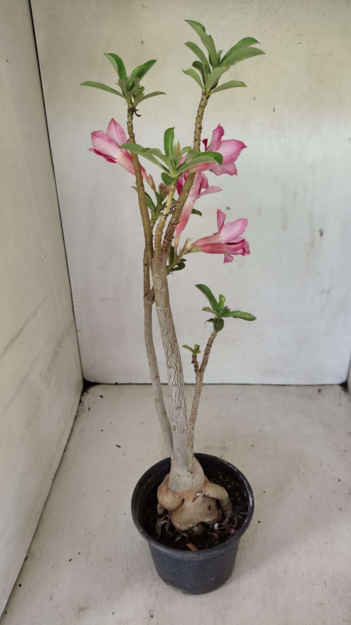 Planta Simples 3299 – 35cm – 03 anos - foto 6