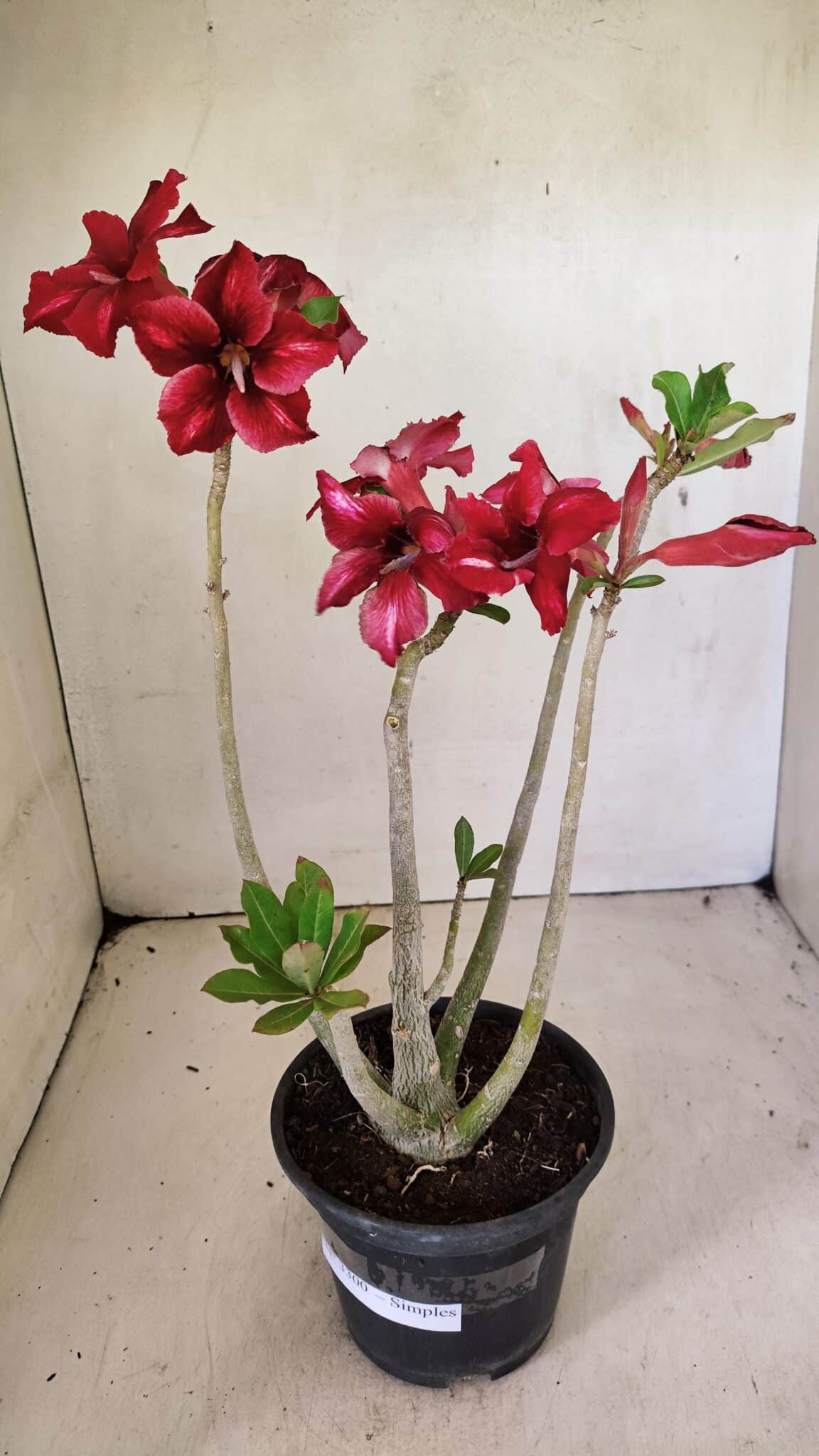 Planta Simples 3300 – 35cm – 03 anos - foto 2