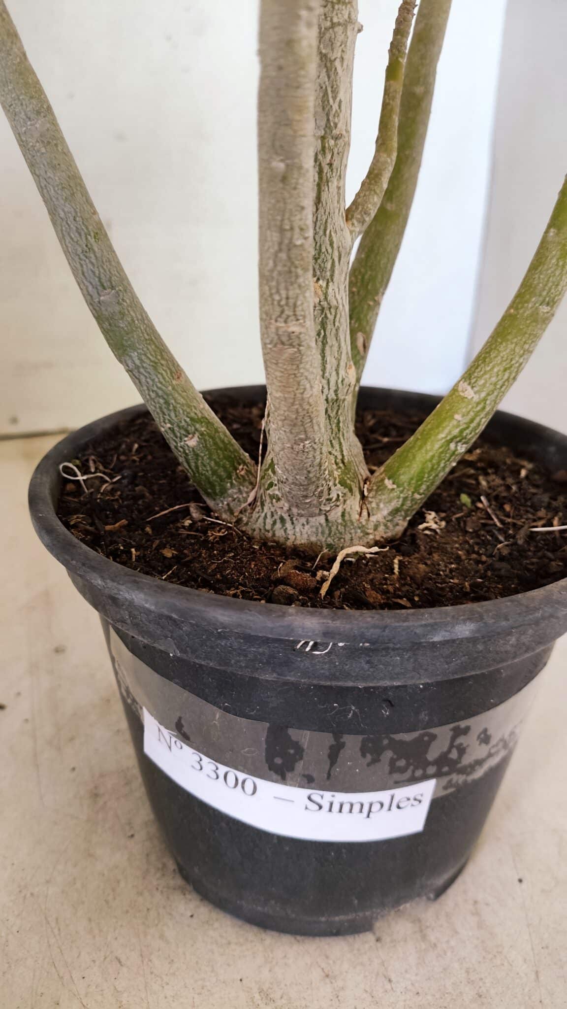 Planta Simples 3300 – 35cm – 03 anos - foto 8
