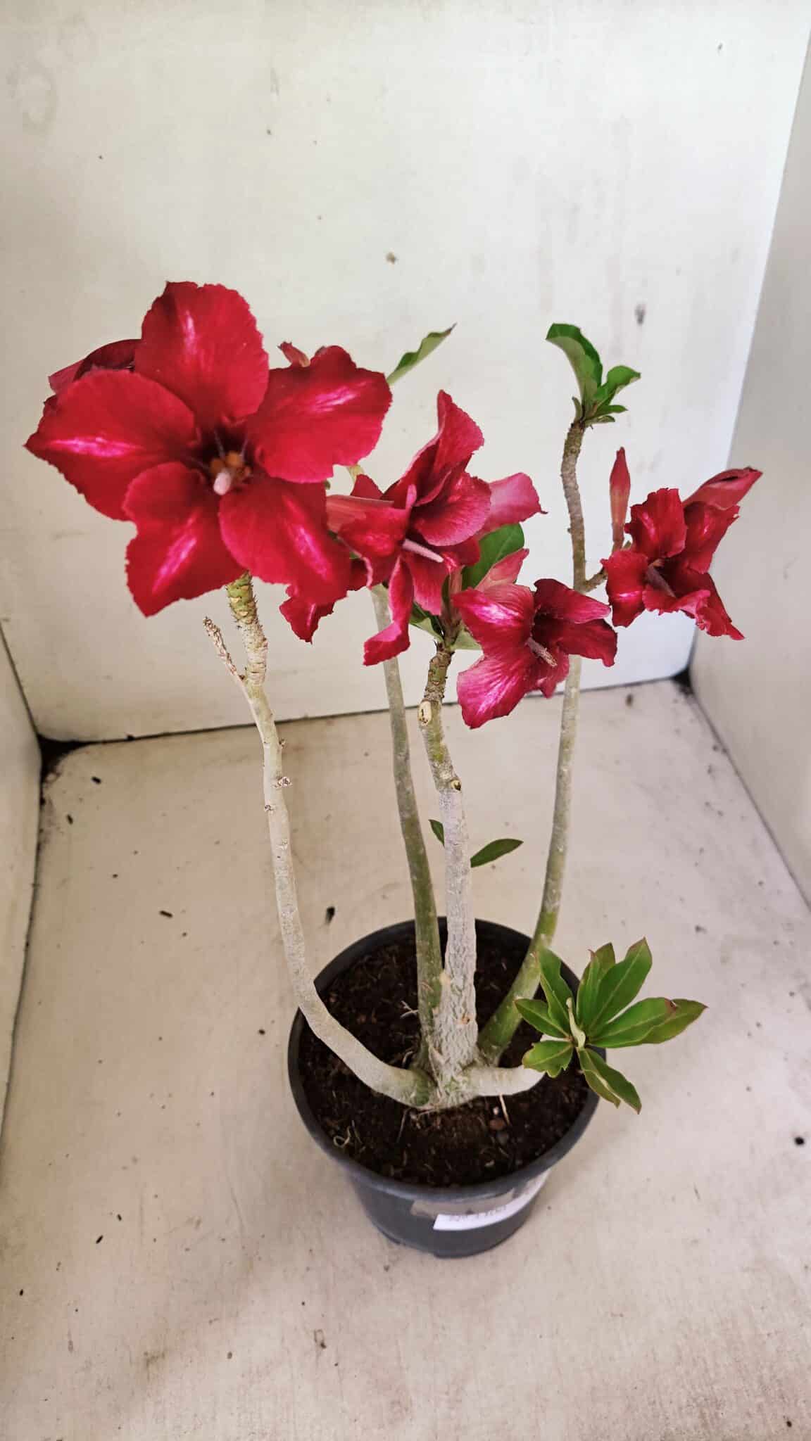 Planta Simples 3300 – 35cm – 03 anos - foto 7