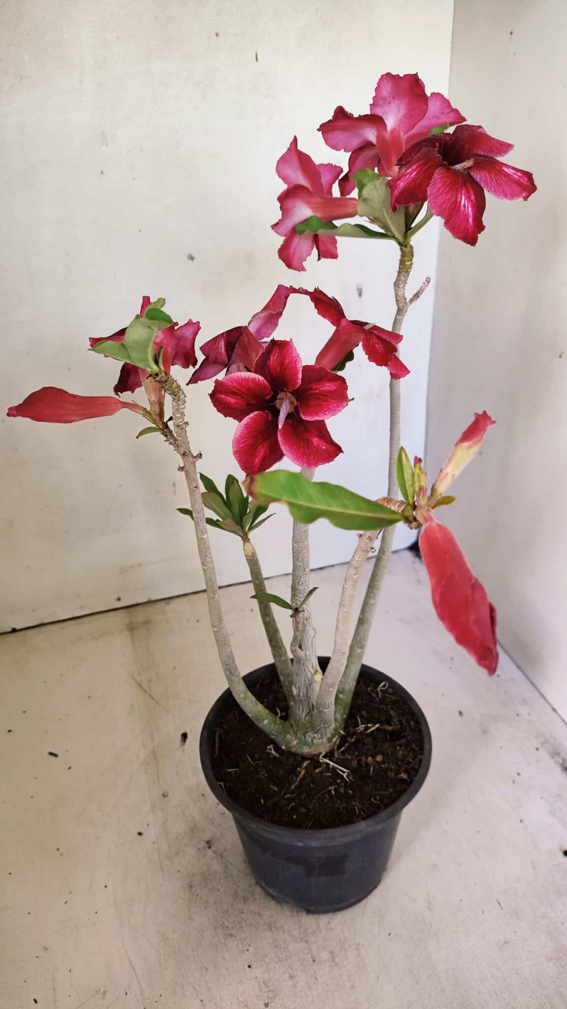 Planta Simples 3300 – 35cm – 03 anos - foto 6