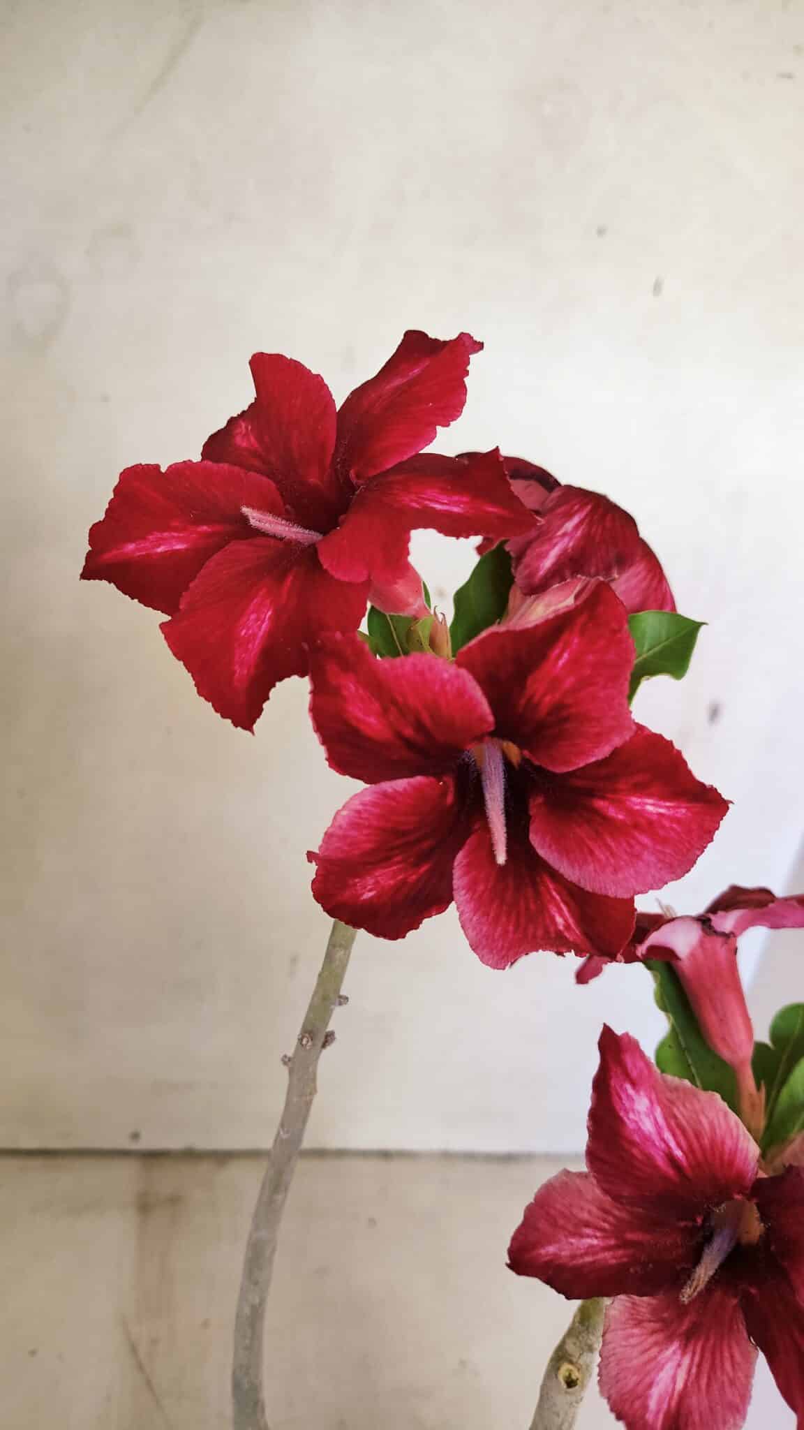 Planta Simples 3300 – 35cm – 03 anos - foto 5