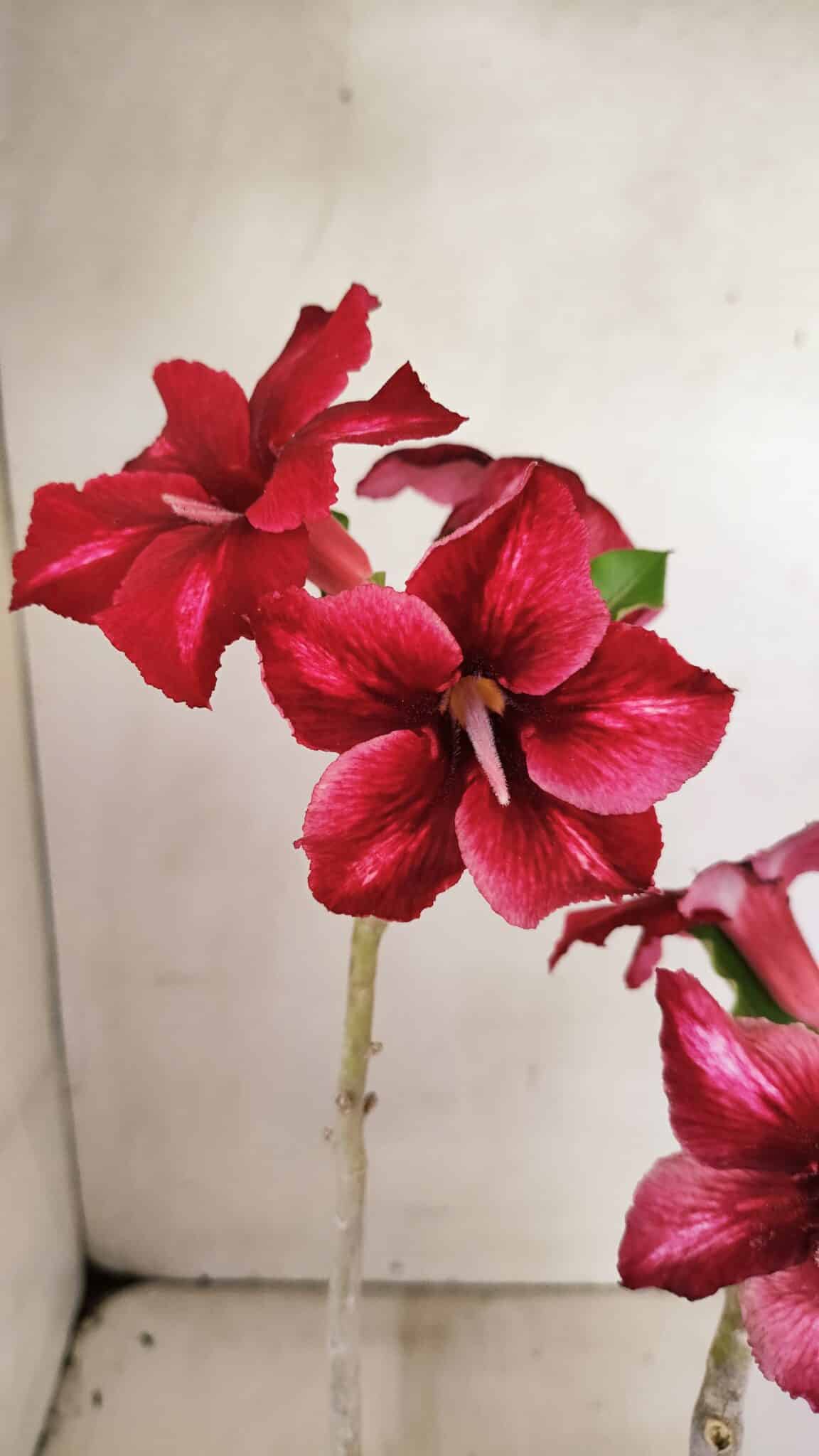 Planta Simples 3300 – 35cm – 03 anos - foto 4