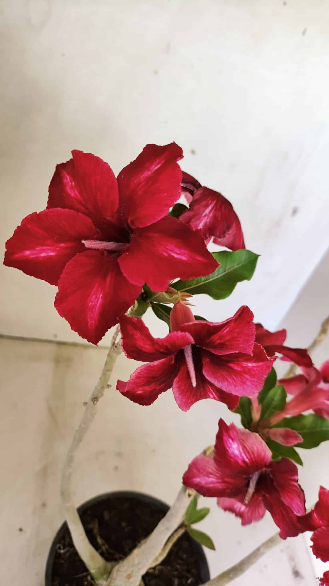 Planta Simples 3300 – 35cm – 03 anos - foto 3