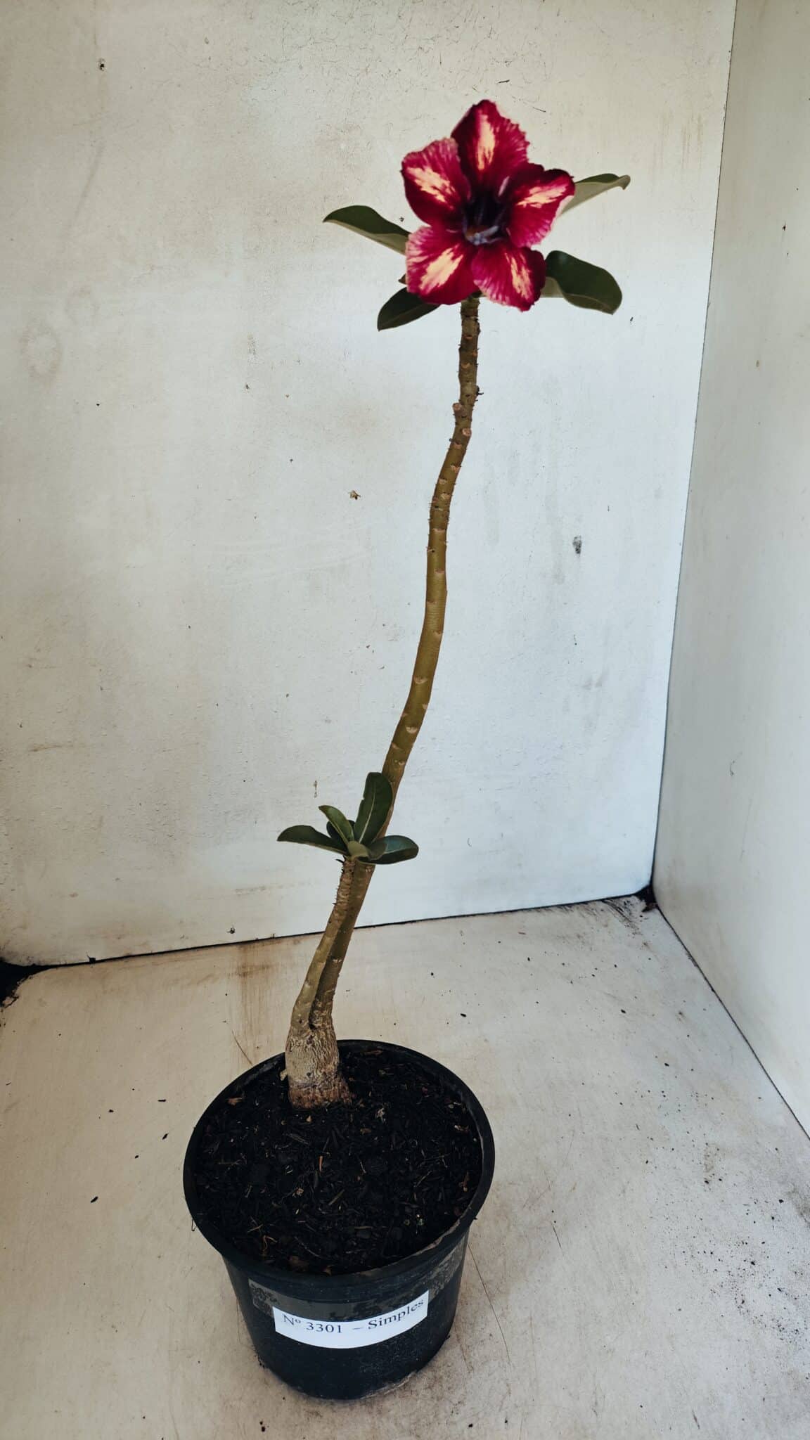 Planta Simples 3301 – 35cm – 03 anos - foto 2