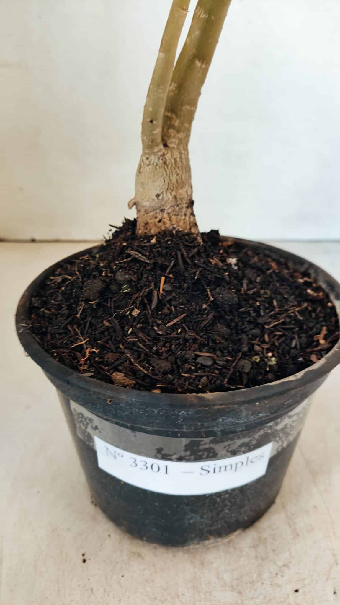 Planta Simples 3301 – 35cm – 03 anos - foto 5