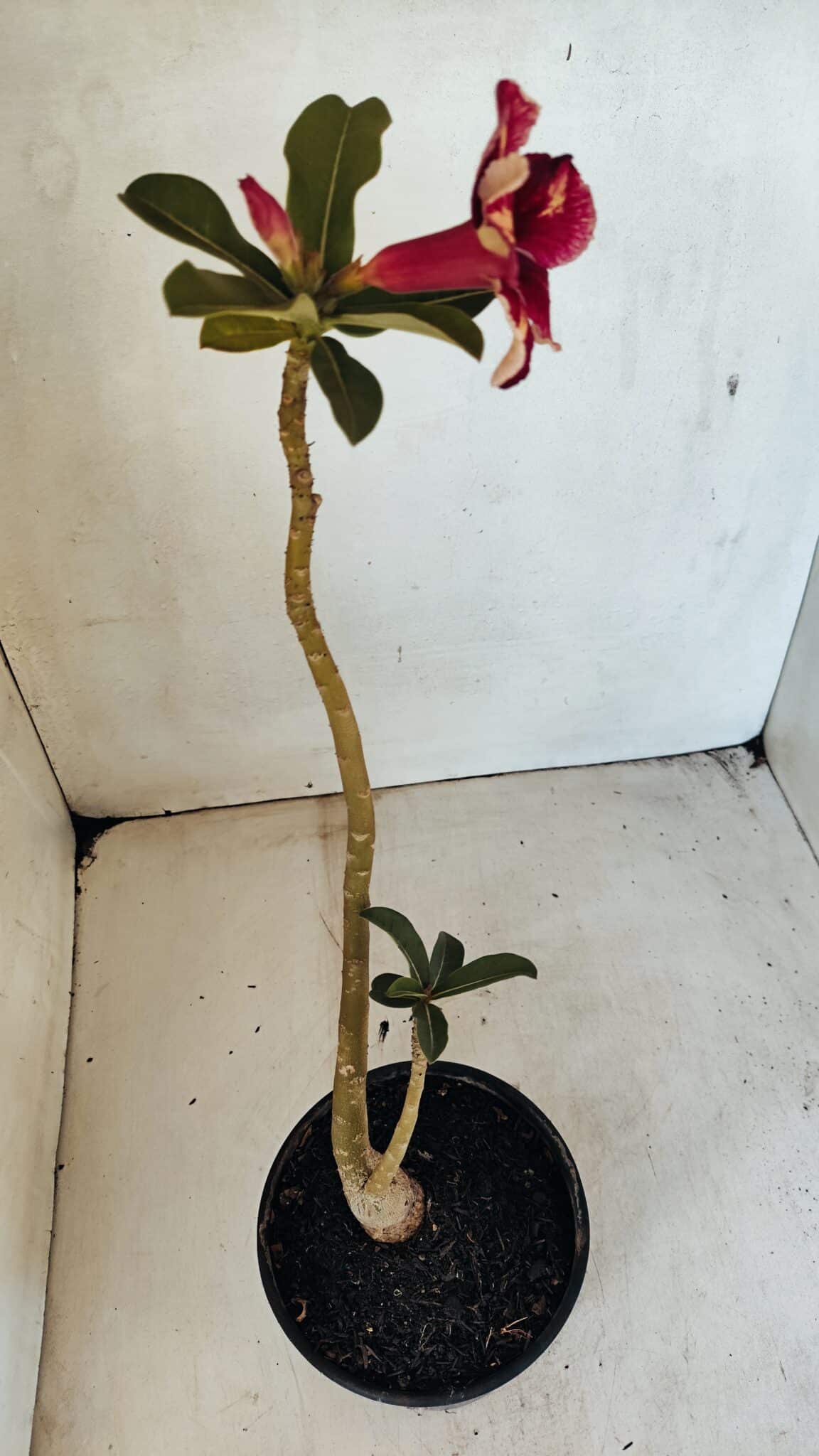 Planta Simples 3301 – 35cm – 03 anos - foto 4