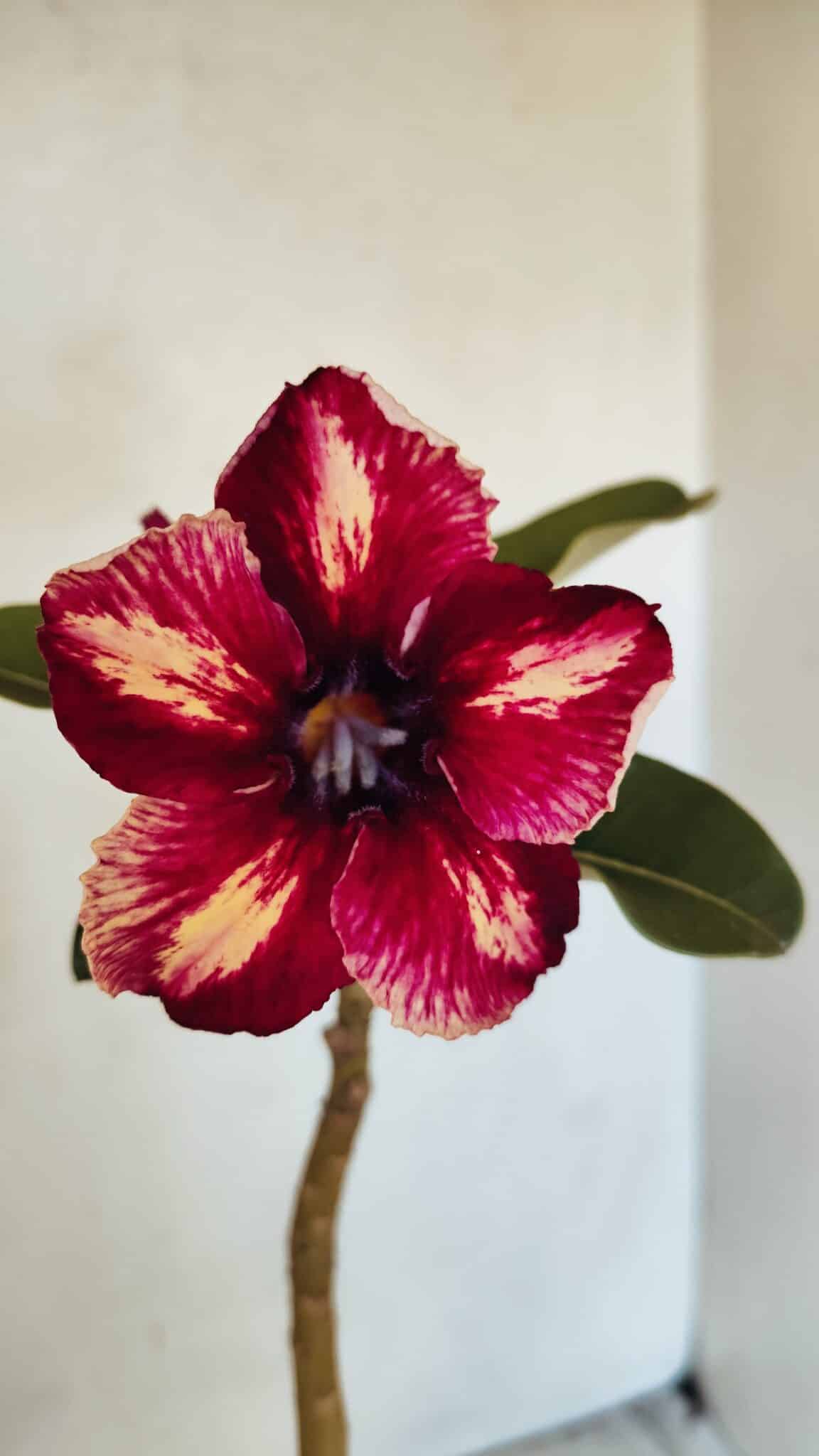 Planta Simples 3301 – 35cm – 03 anos - foto 3