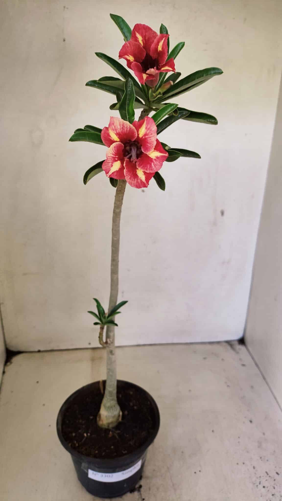 Planta Simples 3302 – 30cm – 02 anos - foto 2