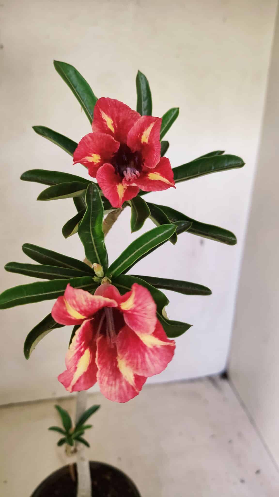 Planta Simples 3302 – 30cm – 02 anos - foto 4