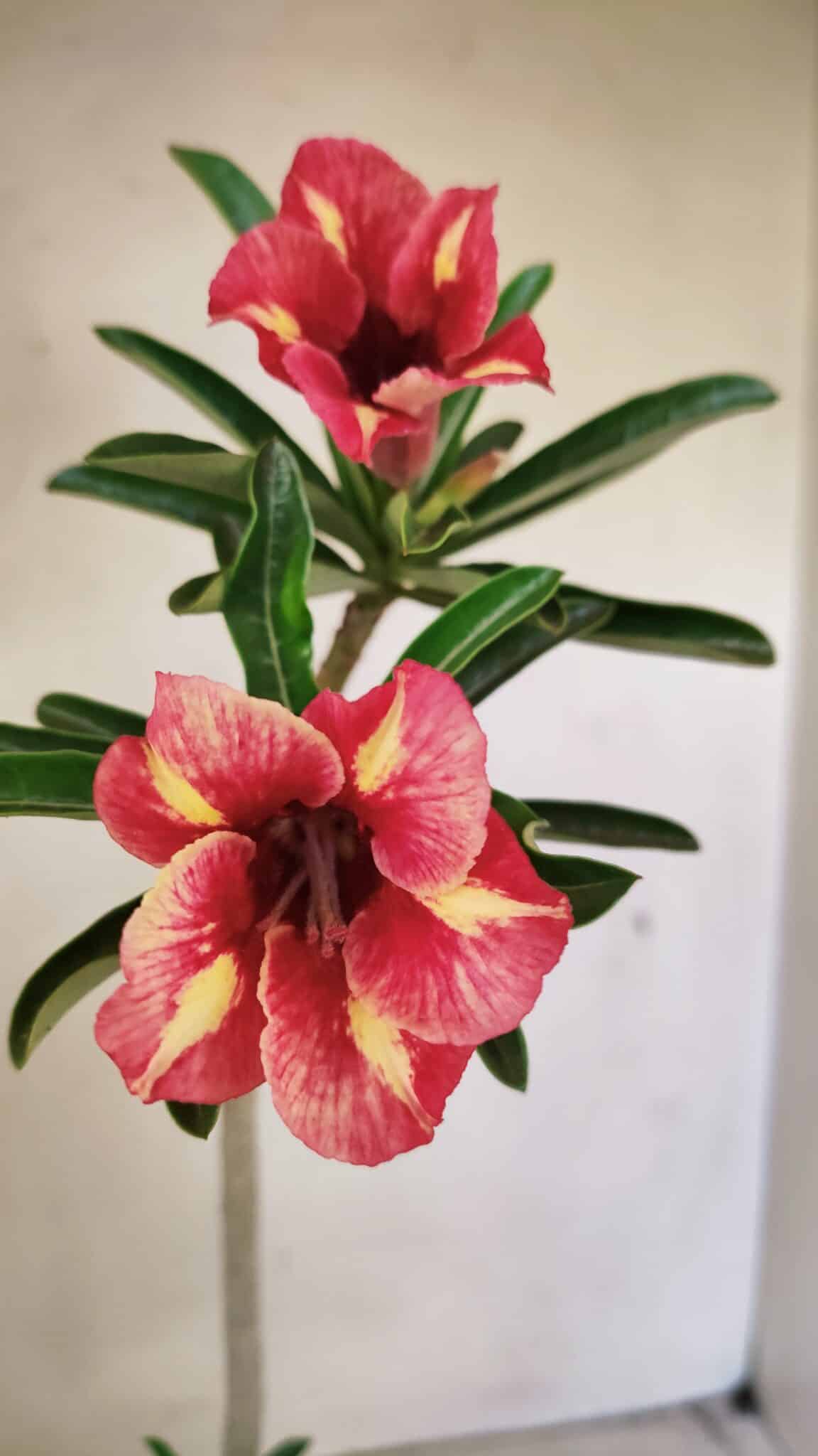 Planta Simples 3302 – 30cm – 02 anos - foto 3