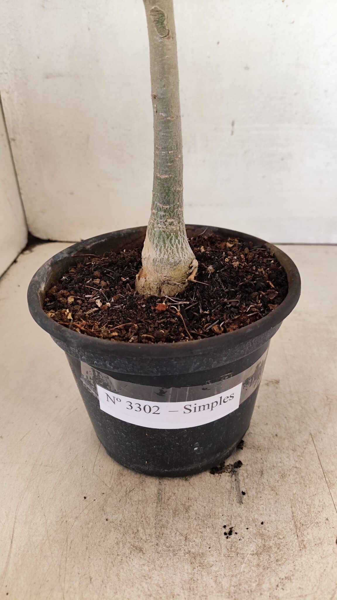 Planta Simples 3302 – 30cm – 02 anos - foto 8