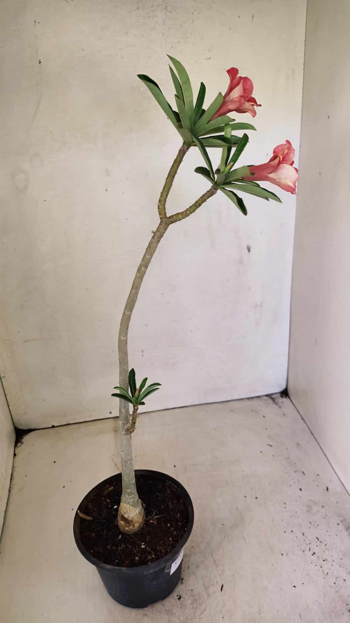 Planta Simples 3302 – 30cm – 02 anos - foto 7