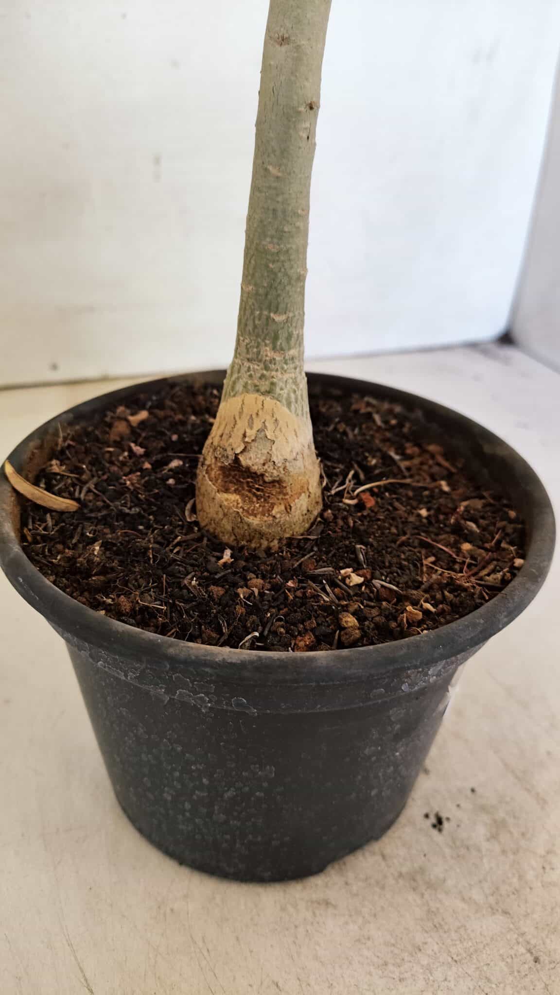 Planta Simples 3302 – 30cm – 02 anos - foto 6