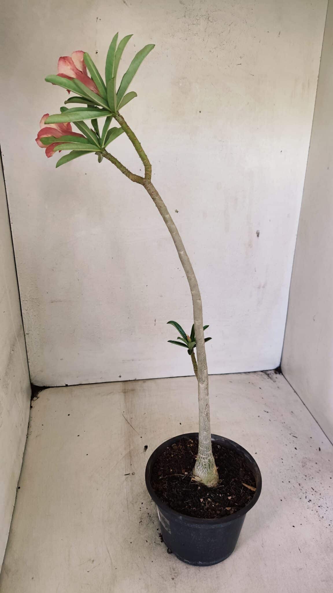 Planta Simples 3302 – 30cm – 02 anos - foto 5