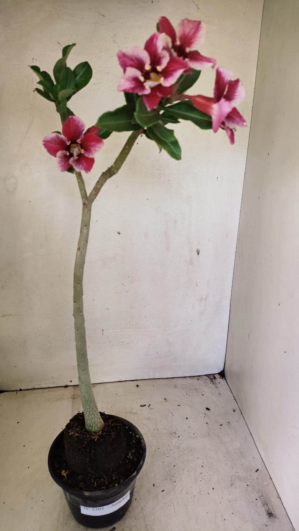 Planta Simples 3303 – 35cm – 03 anos - imagem 2