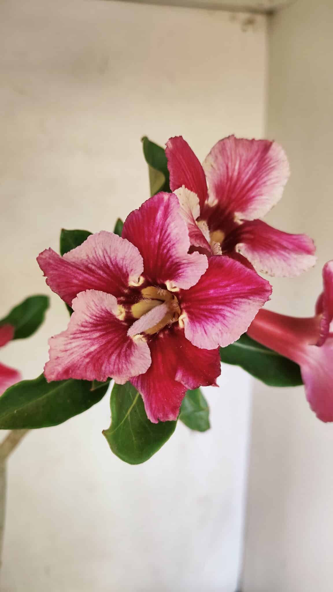 Planta Simples 3303 – 35cm – 03 anos - imagem 3