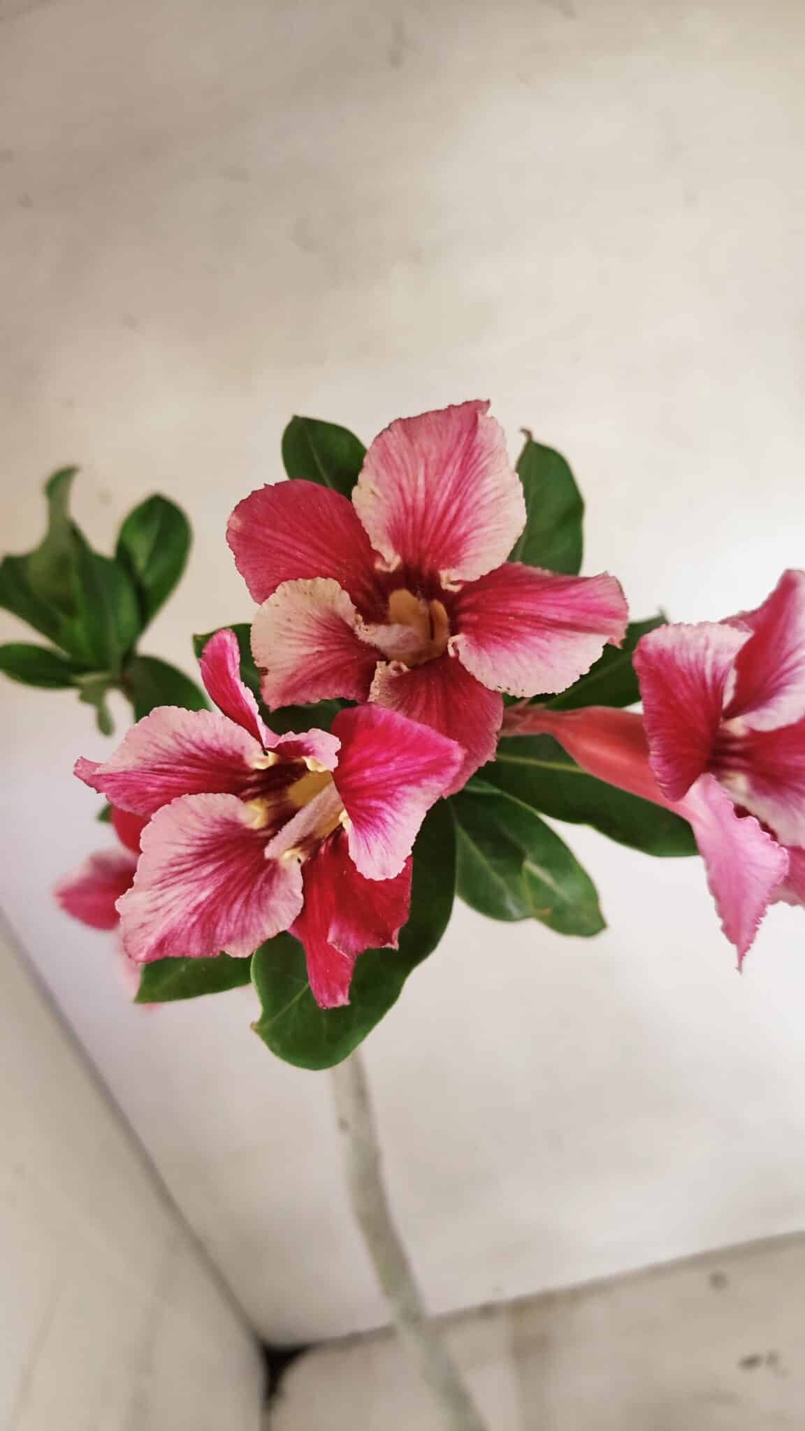 Planta Simples 3303 – 35cm – 03 anos - imagem 6