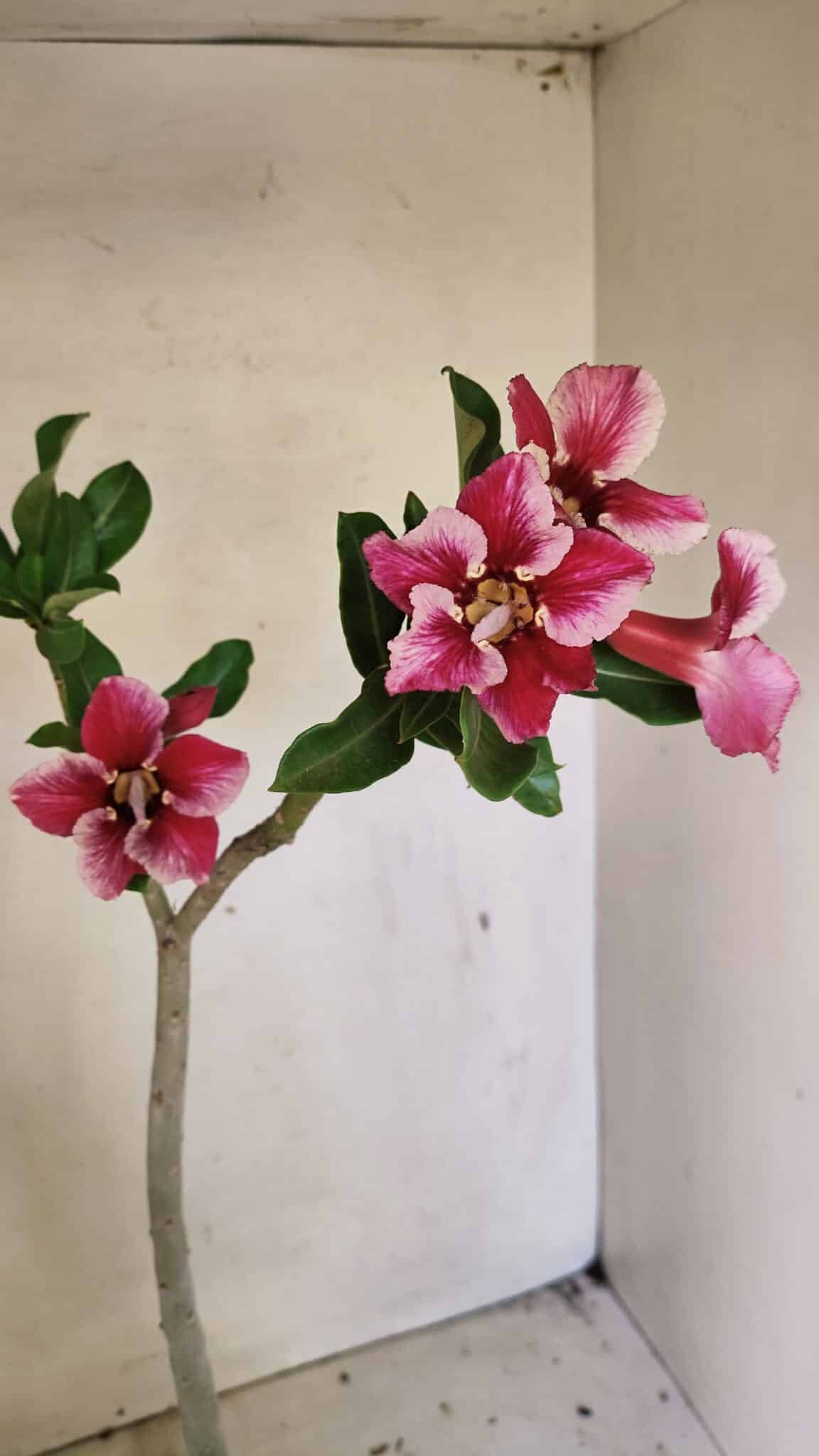 Planta Simples 3303 – 35cm – 03 anos - imagem 5
